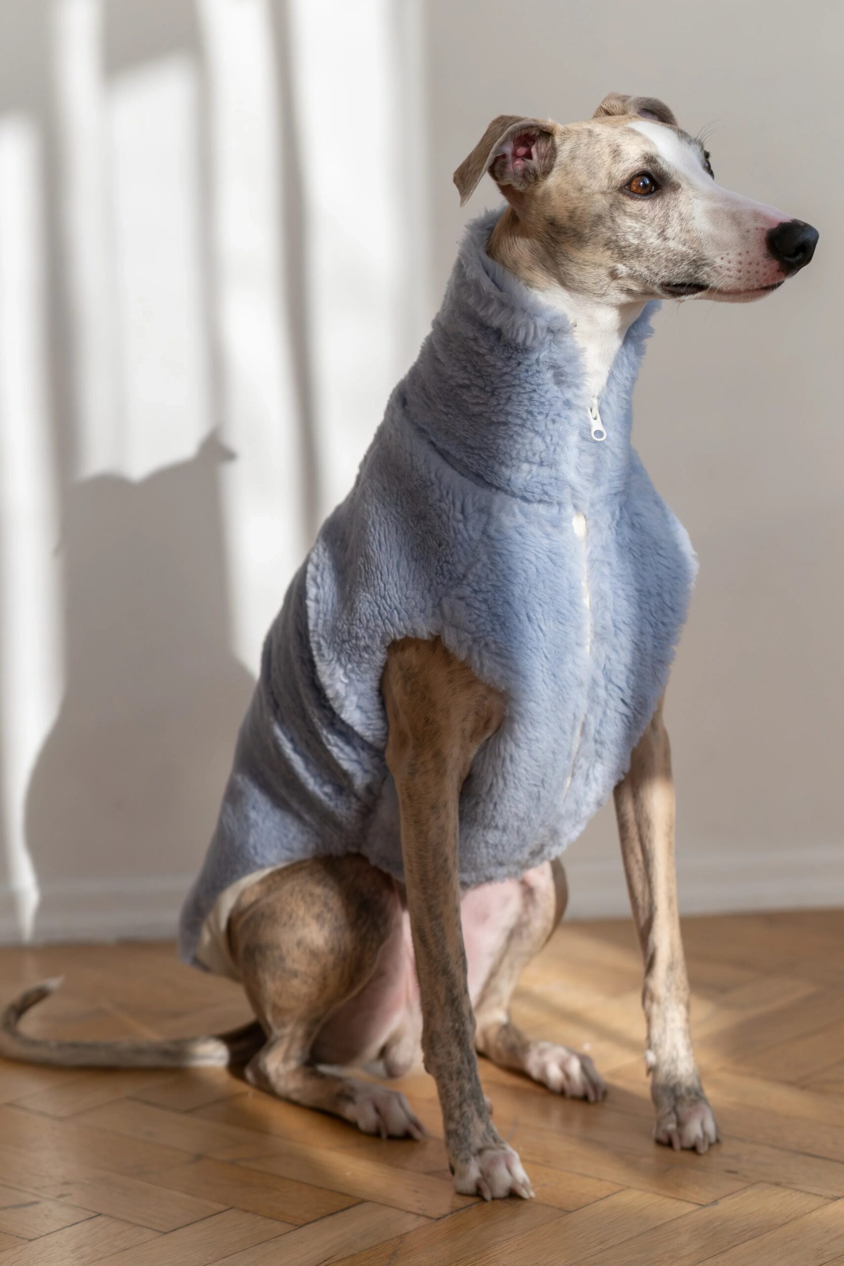 Mellow Pet Store Gilet en laine pour chien - Bleu — Vêtements pour chiens — photo 2