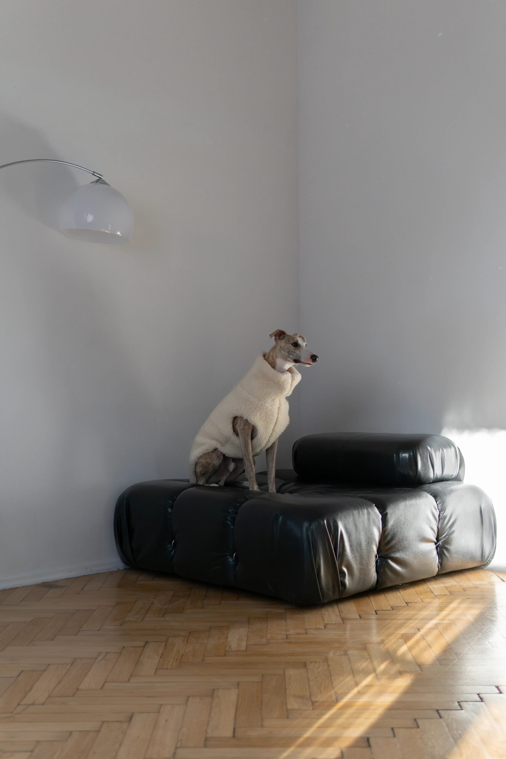 Mellow Pet Store Gilet en laine pour chien - Bleu — Vêtements pour chiens — photo 4