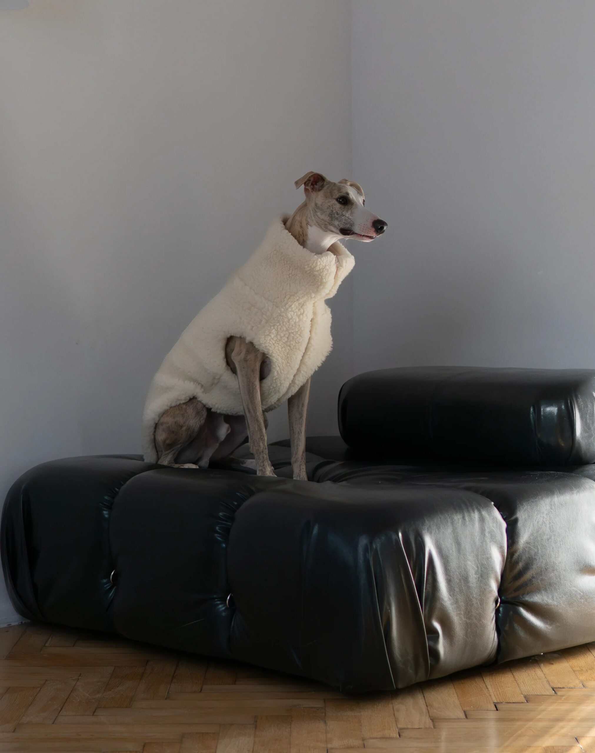 Mellow Pet Store Gilet en laine pour chien - Blanc — Vêtements pour chiens — photo 3