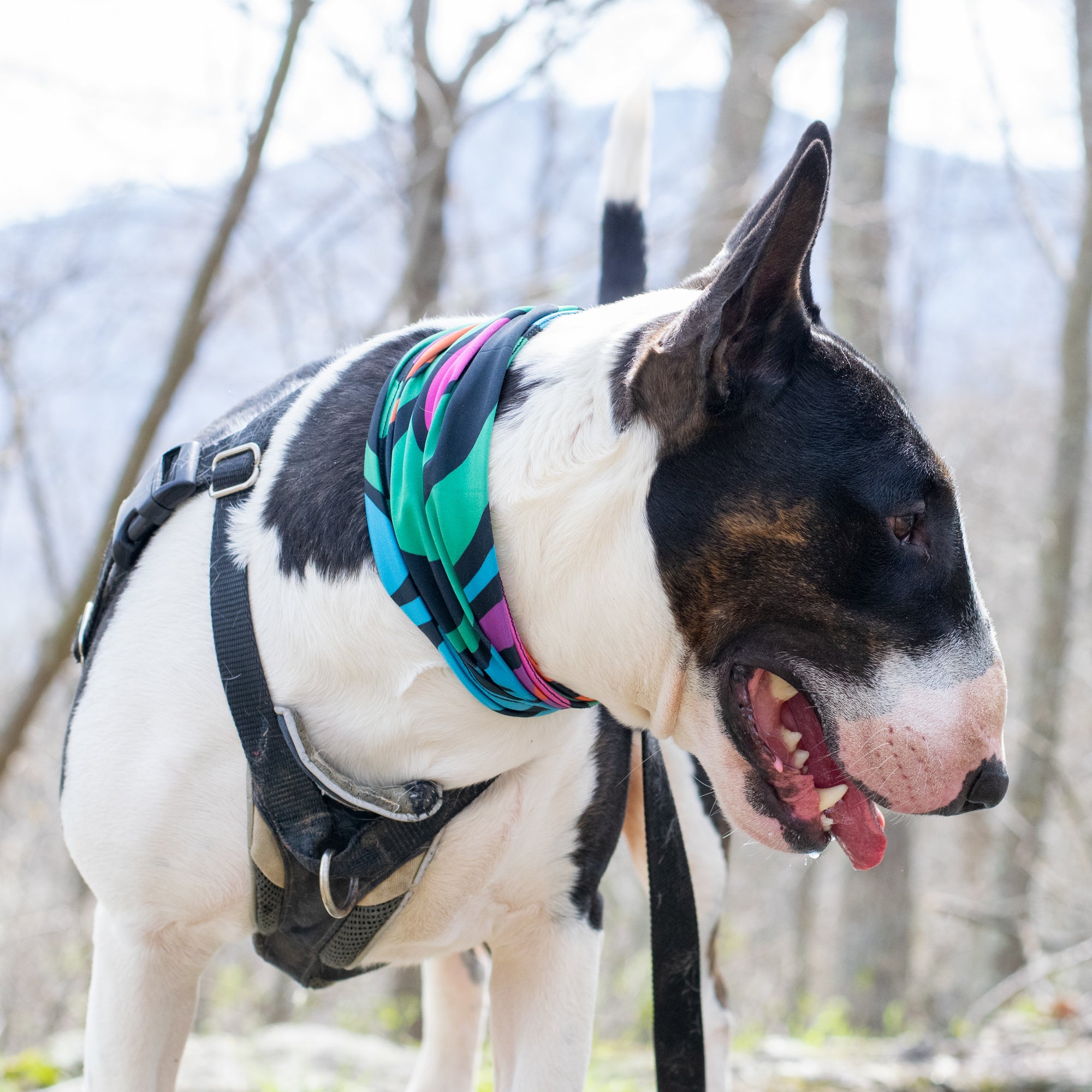 Pup Scruffs Tour de cou pour chien Zoomies — Vêtements pour chiens — photo 5
