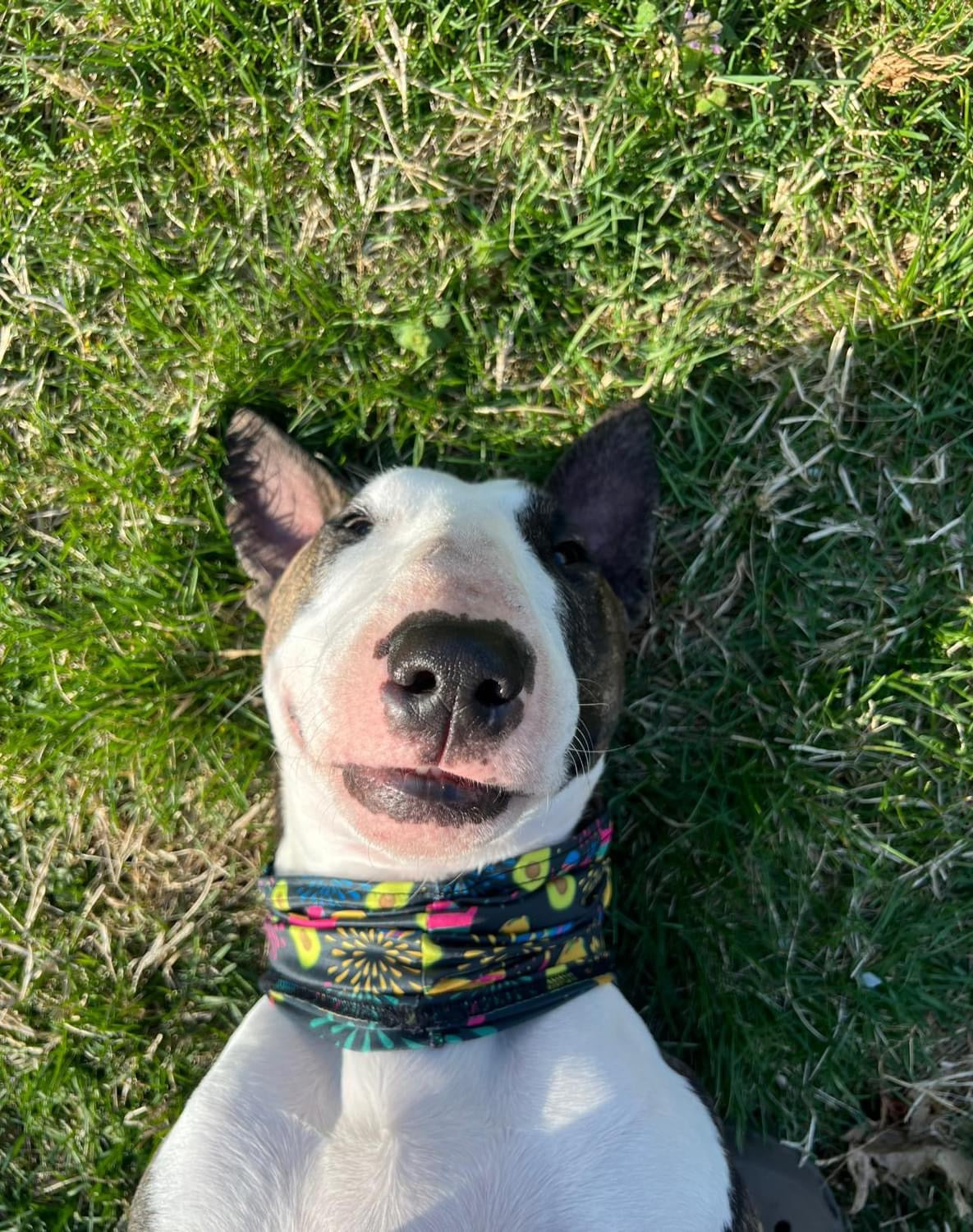 Pup Scruffs Taco Pawty komin dla psa — Ubranka dla psów — photo 4