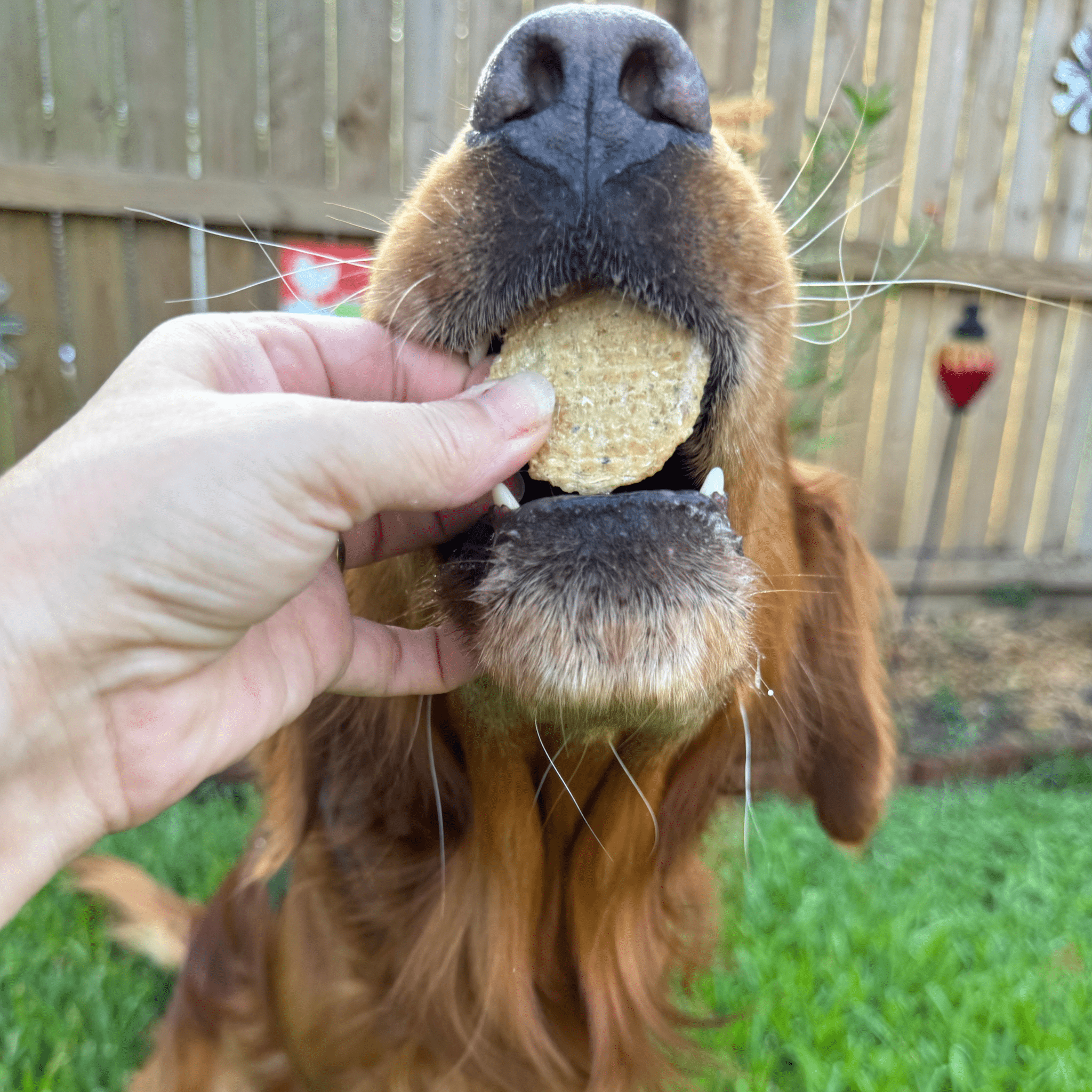 Farm To Pet Chips de poisson pour chiens | Friandises au poisson pêché à l'état sauvage — photo 5
