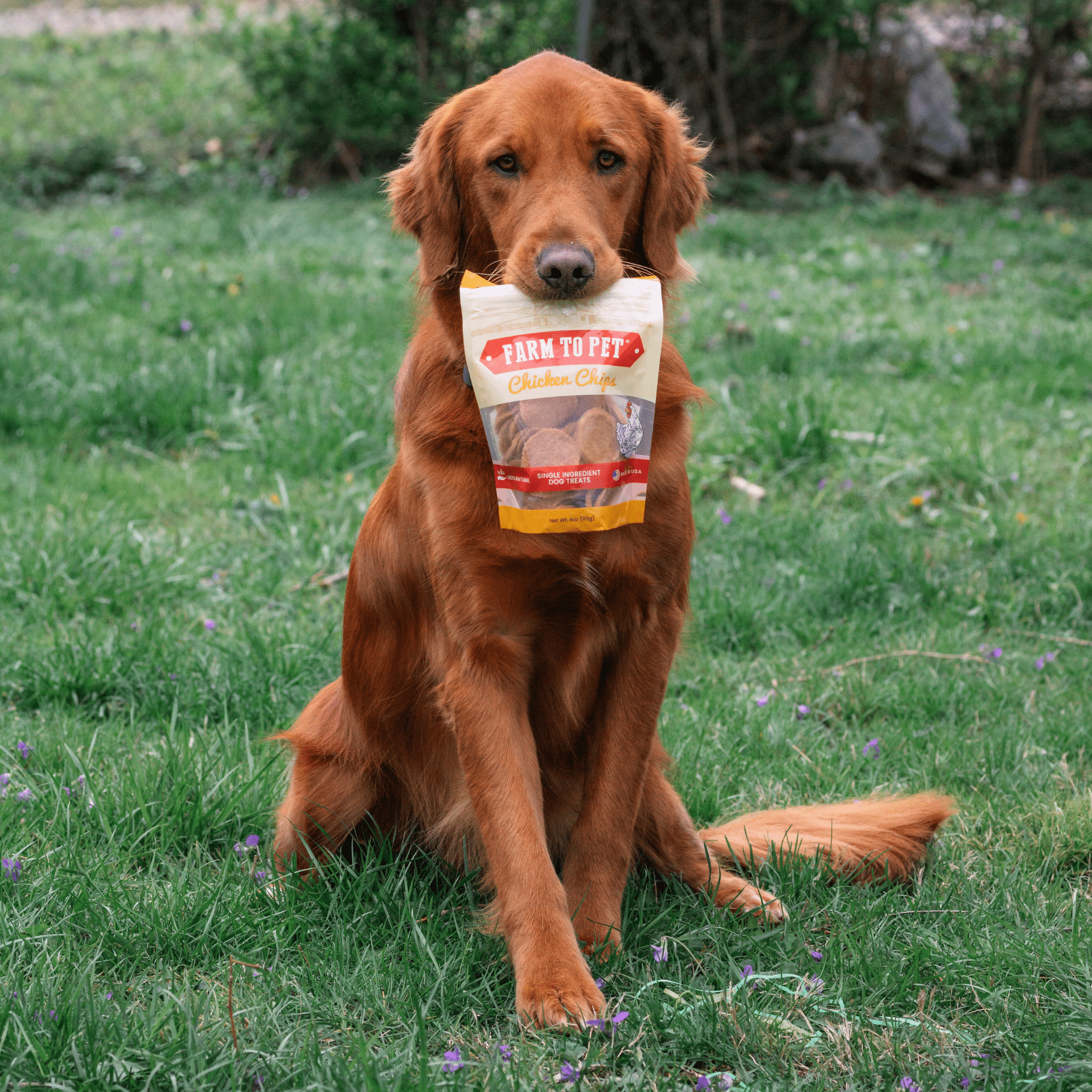 Farm To Pet Chips de poulet pour chiens | Friandises pour chien naturelles à ingrédient unique — photo 5
