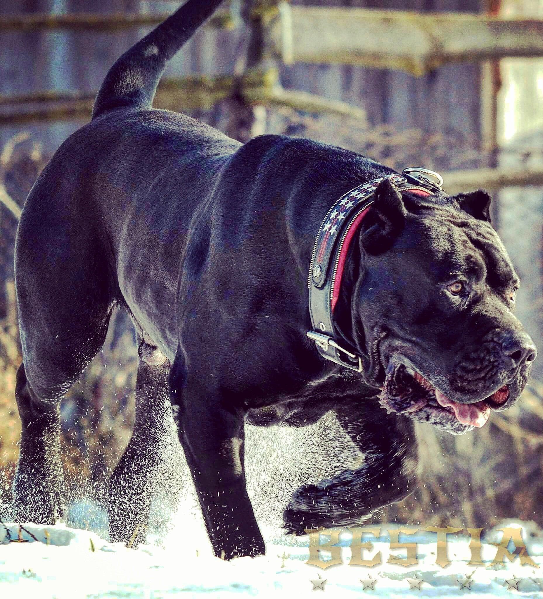 Bestia Le collier en cuir "General" unique pour grands chiens — photo 6