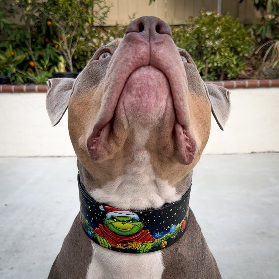 Bestia Collars Collier Grinchmas Édition limitée — photo 5