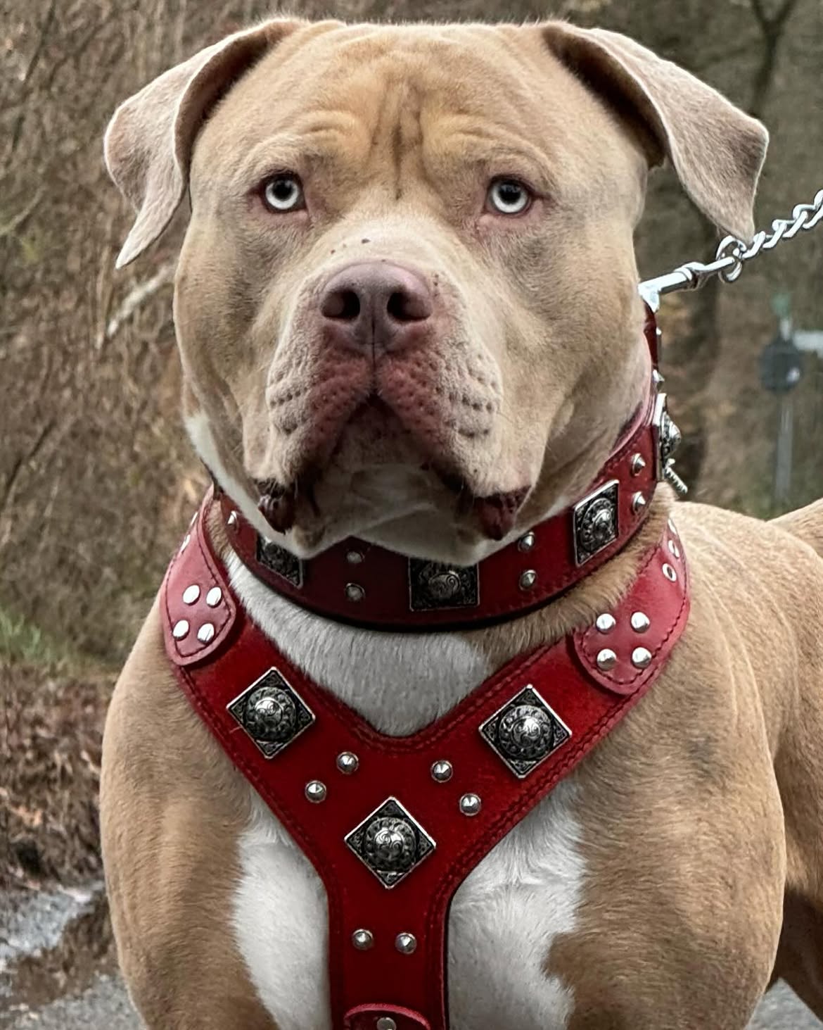 Bestia "EROS" BIG dog SET- Harnais - collier - laisse. Rouge — photo 4