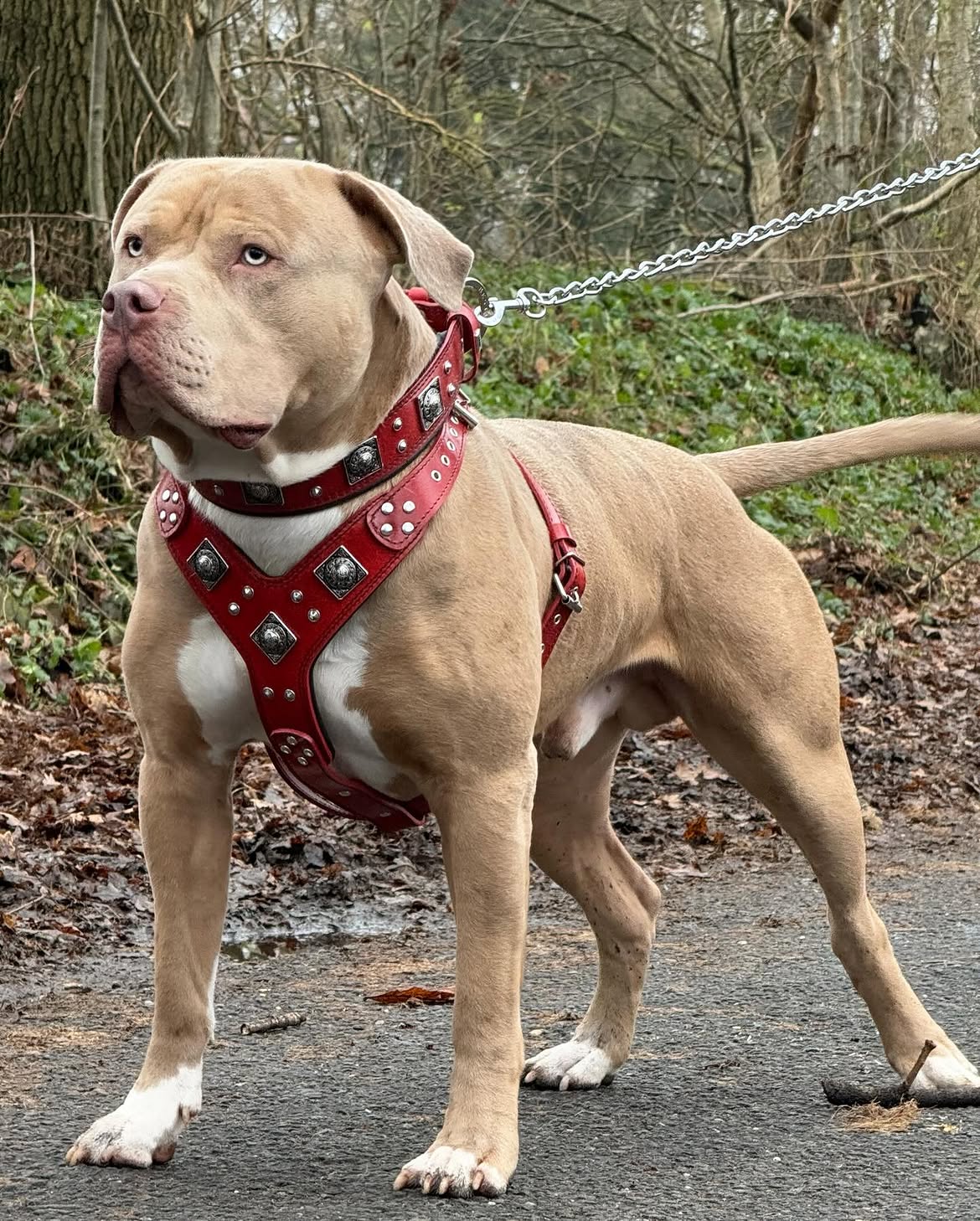 Bestia "EROS" BIG dog SET- Harnais - collier - laisse. Rouge — photo 3