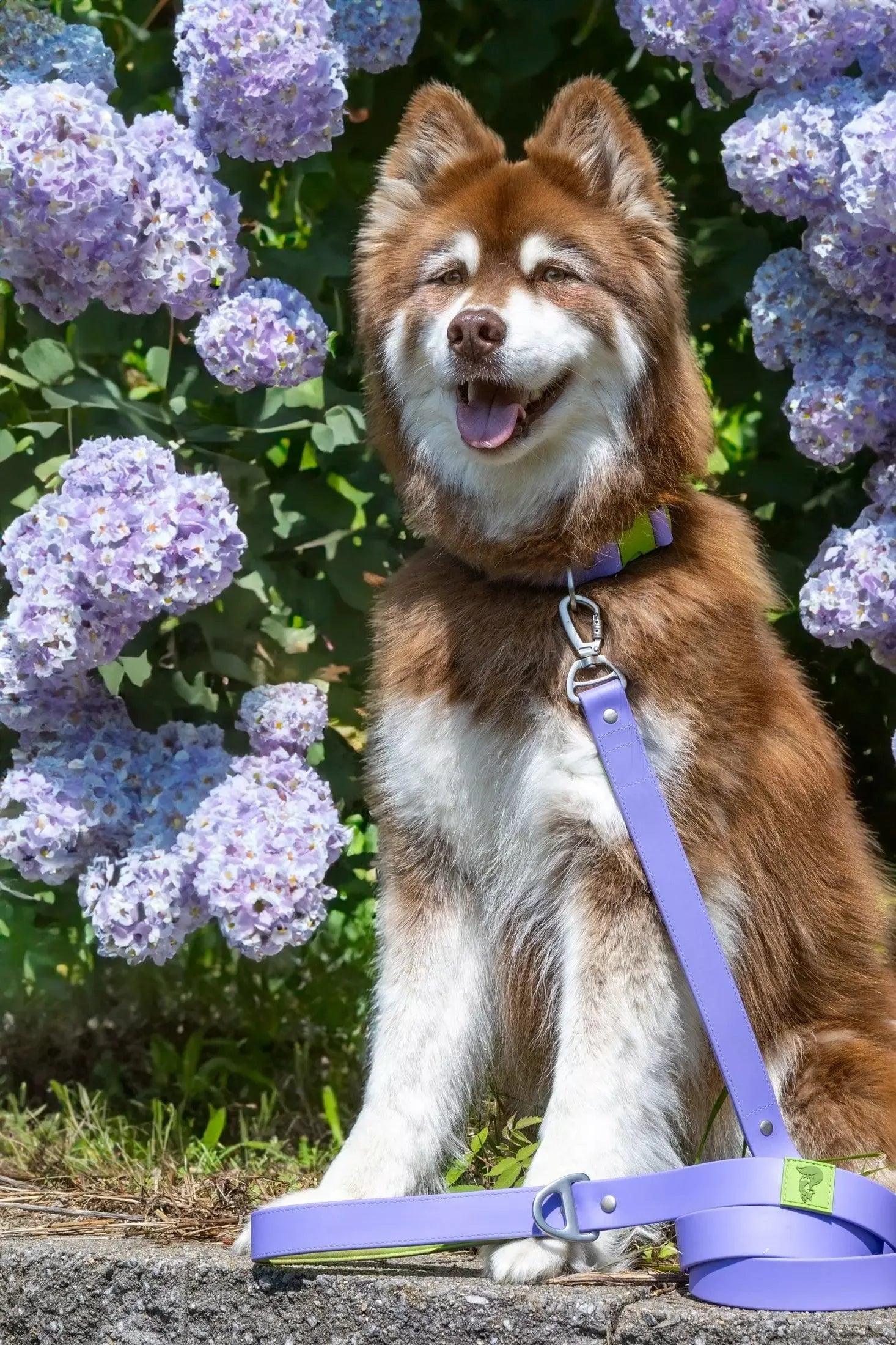 Aria the Fox Obroża wodoodporna Lavender Garden — photo 6