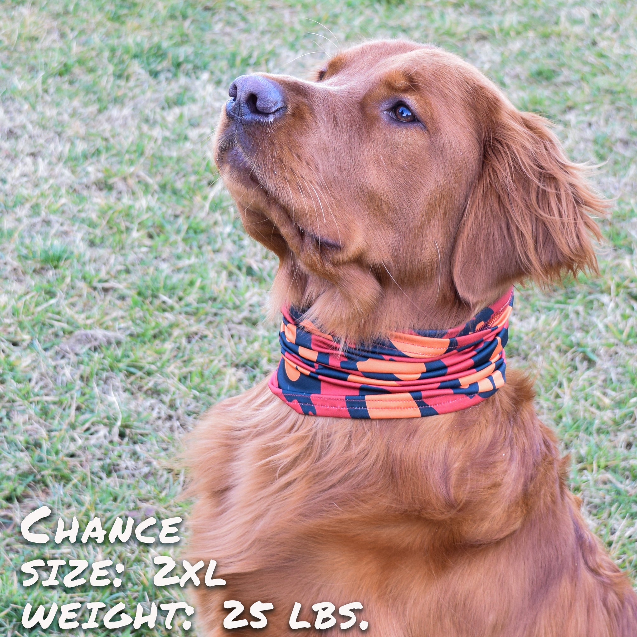 Pup Scruffs Tour de cou pour chien Leopawd Skin — Vêtements pour chiens — photo 4