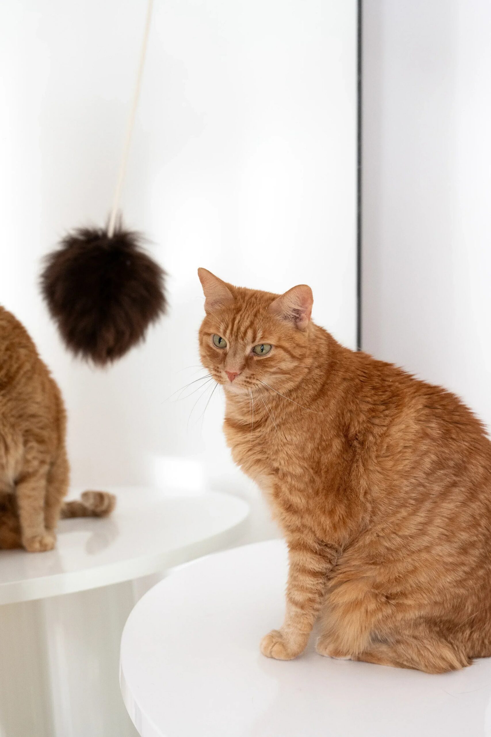 Mellow Pet Store Jouet pour chat en laine naturelle : Balle — photo 4