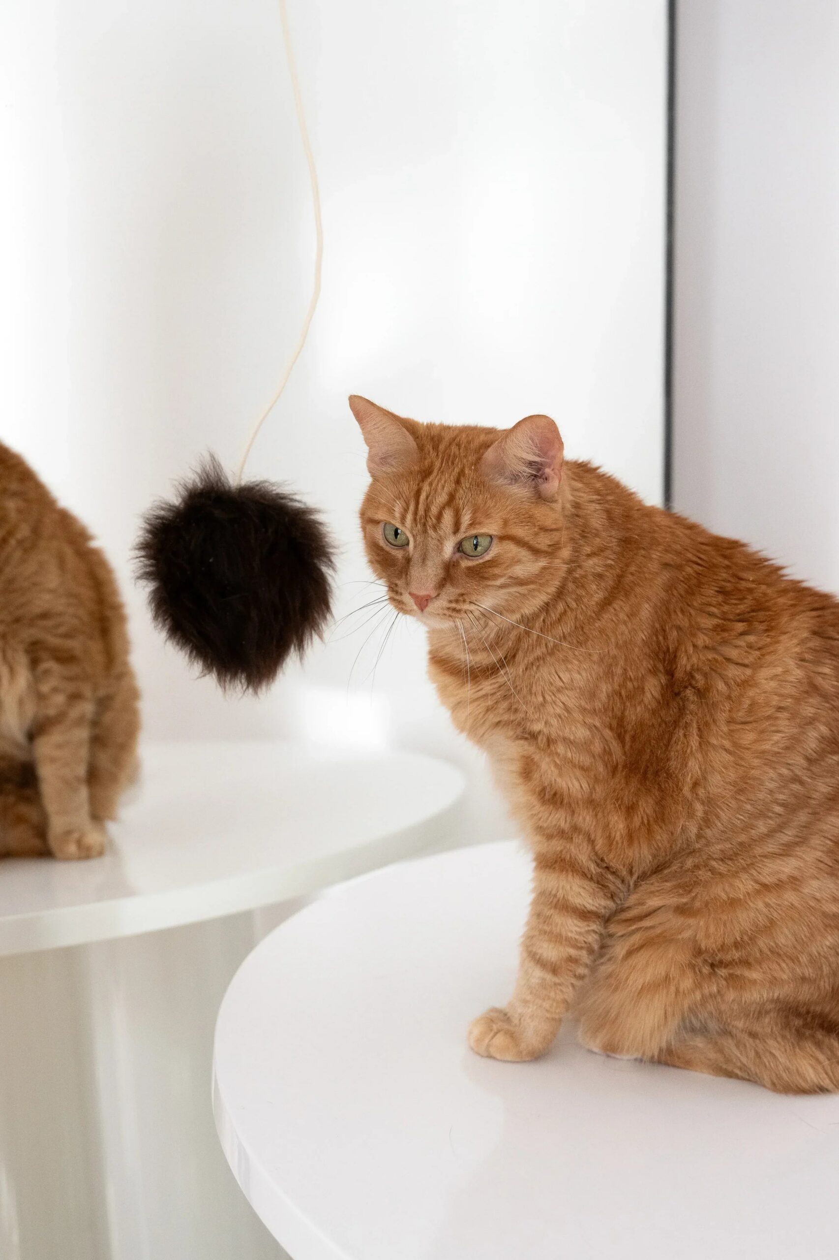 Mellow Pet Store Jouet pour chat en laine naturelle : Balle — photo 5