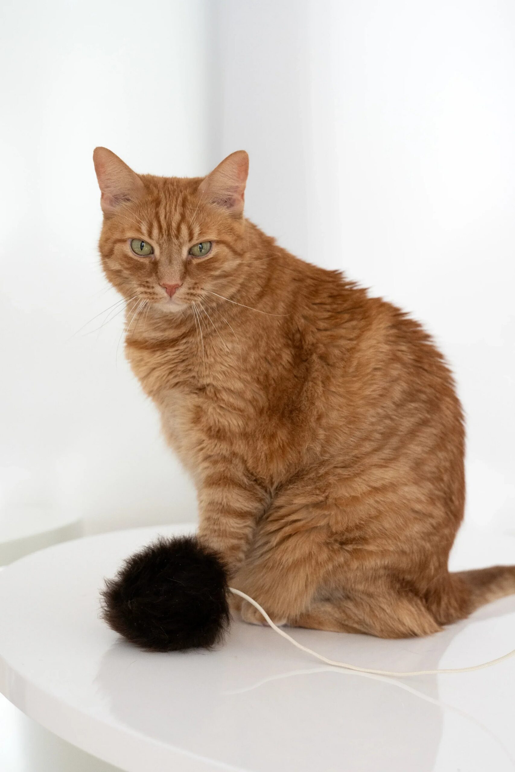Mellow Pet Store Jouet pour chat en laine naturelle : Balle — photo 6