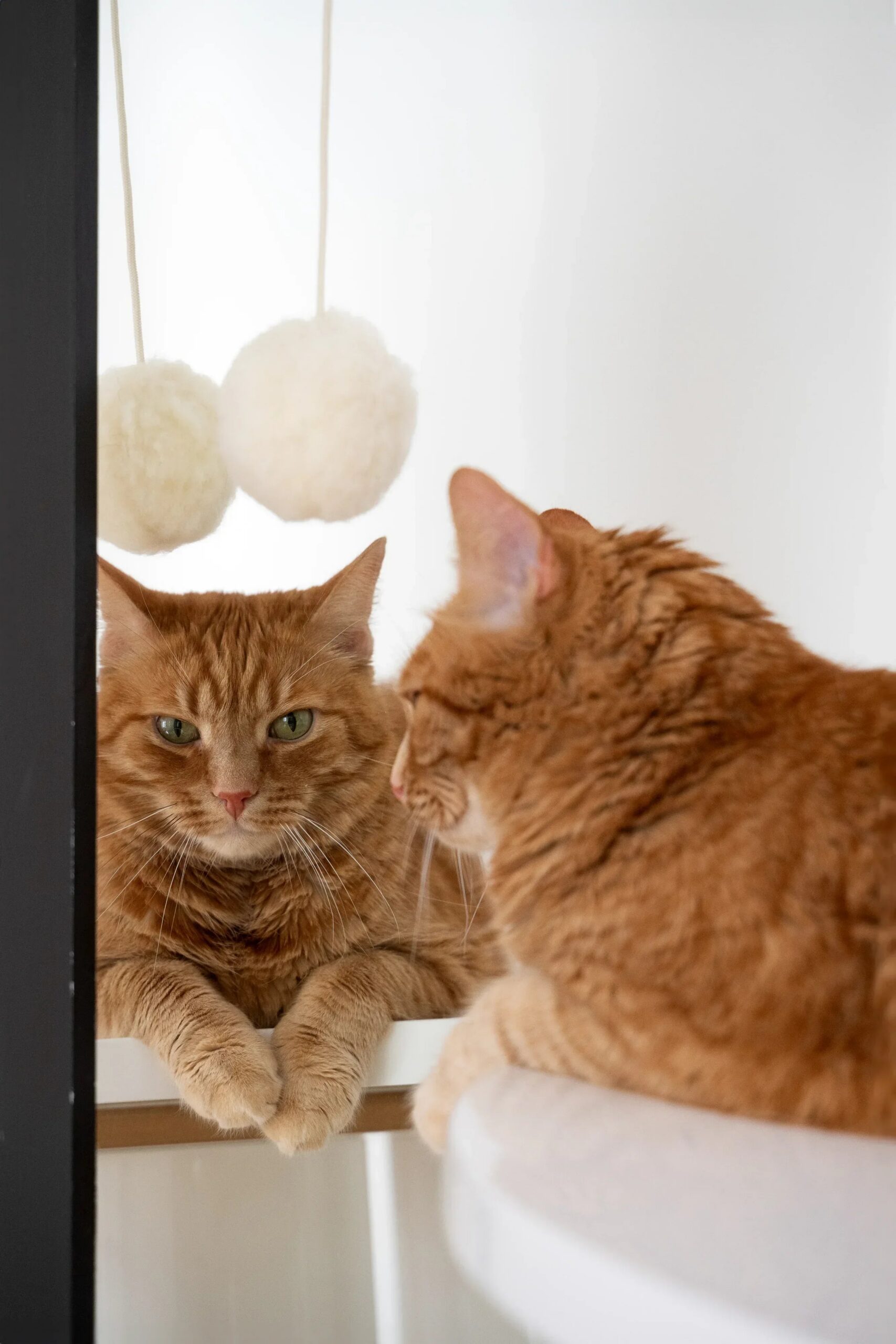 Mellow Pet Store Jouet pour chat en laine naturelle : Balle — photo 3
