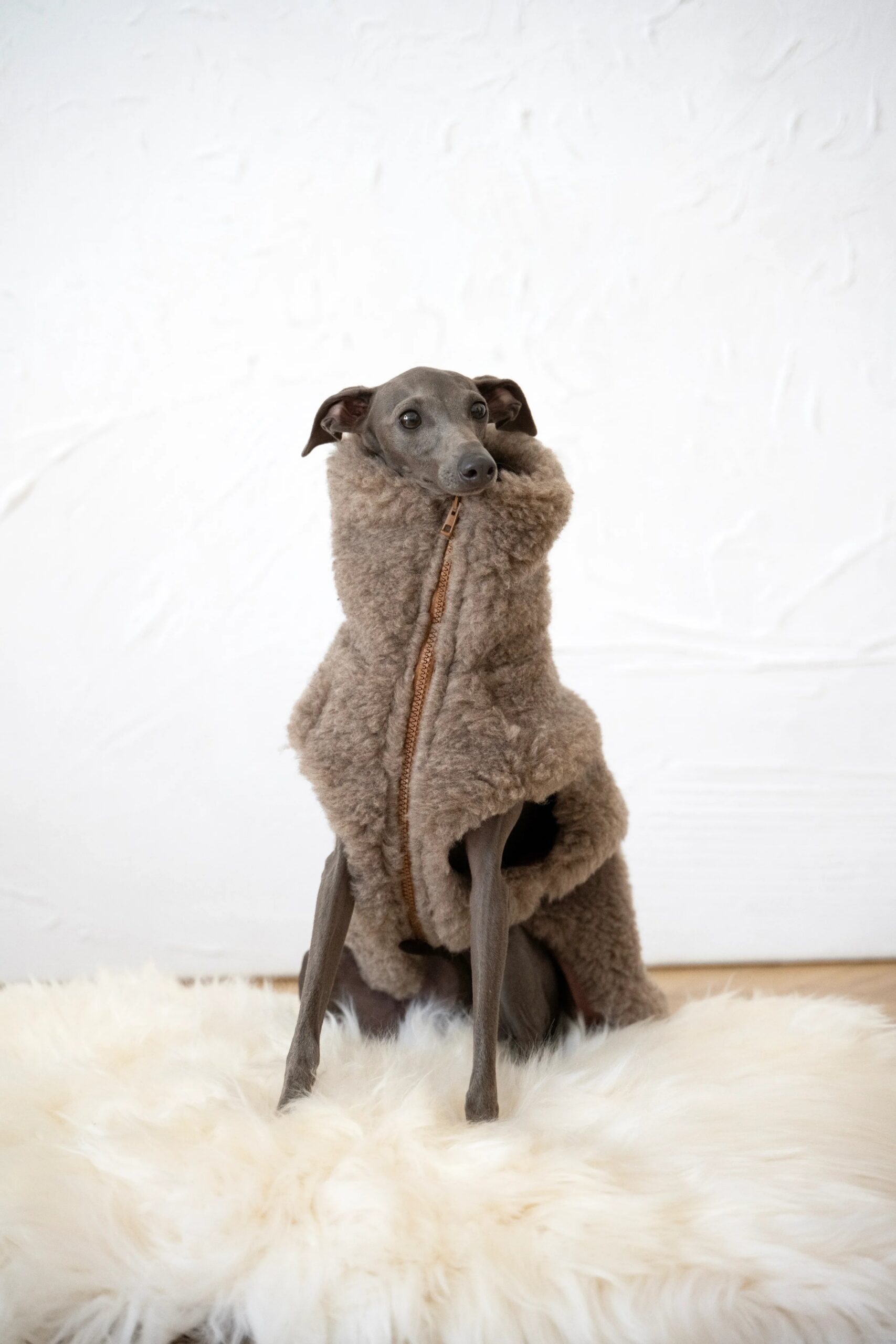 Mellow Concept Store Gilet en laine pour chien - Beige — Vêtements pour chiens — photo 2