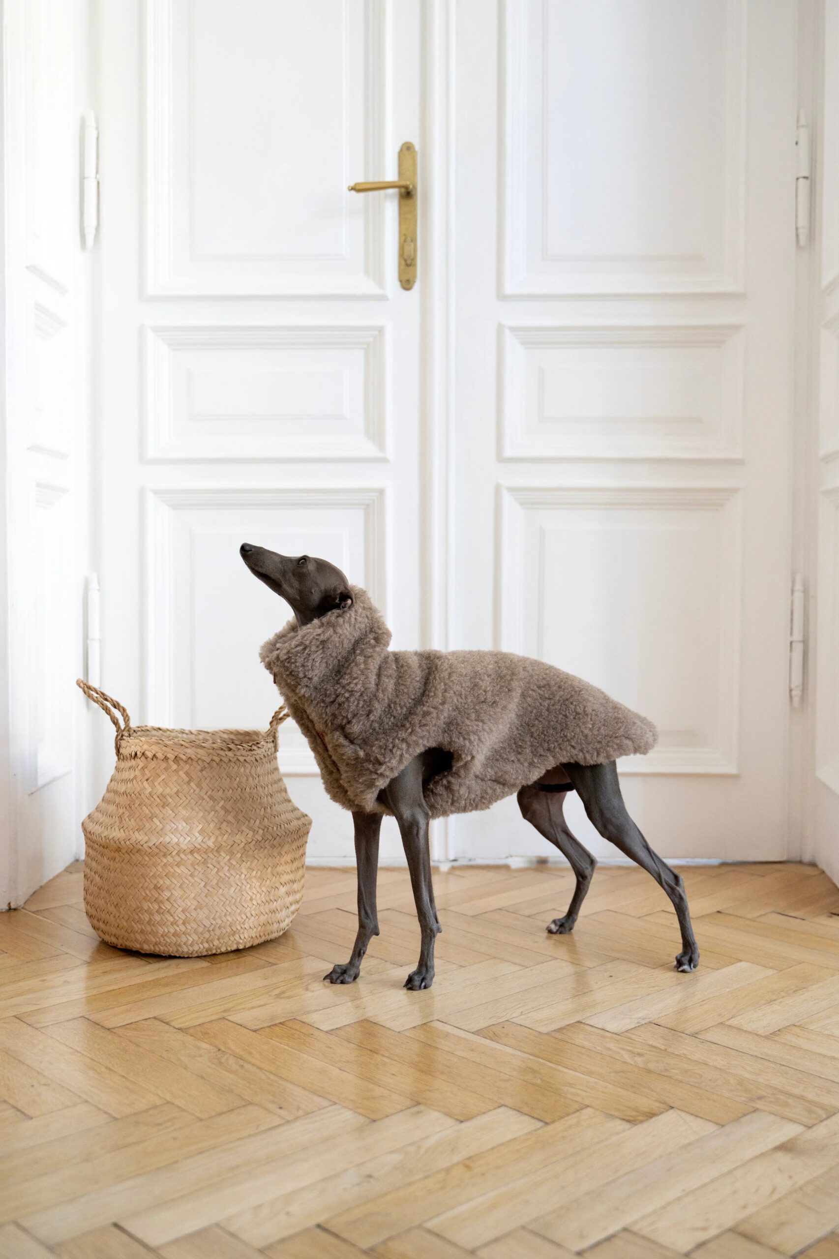 Mellow Concept Store Gilet en laine pour chien - Beige — Vêtements pour chiens — photo 4