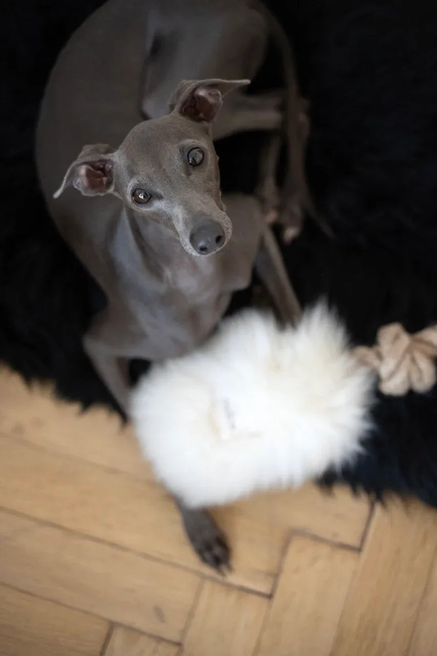 Mellow Pet Store Jouet à tirer en peau de mouton naturelle pour chien - Blanc — photo 2