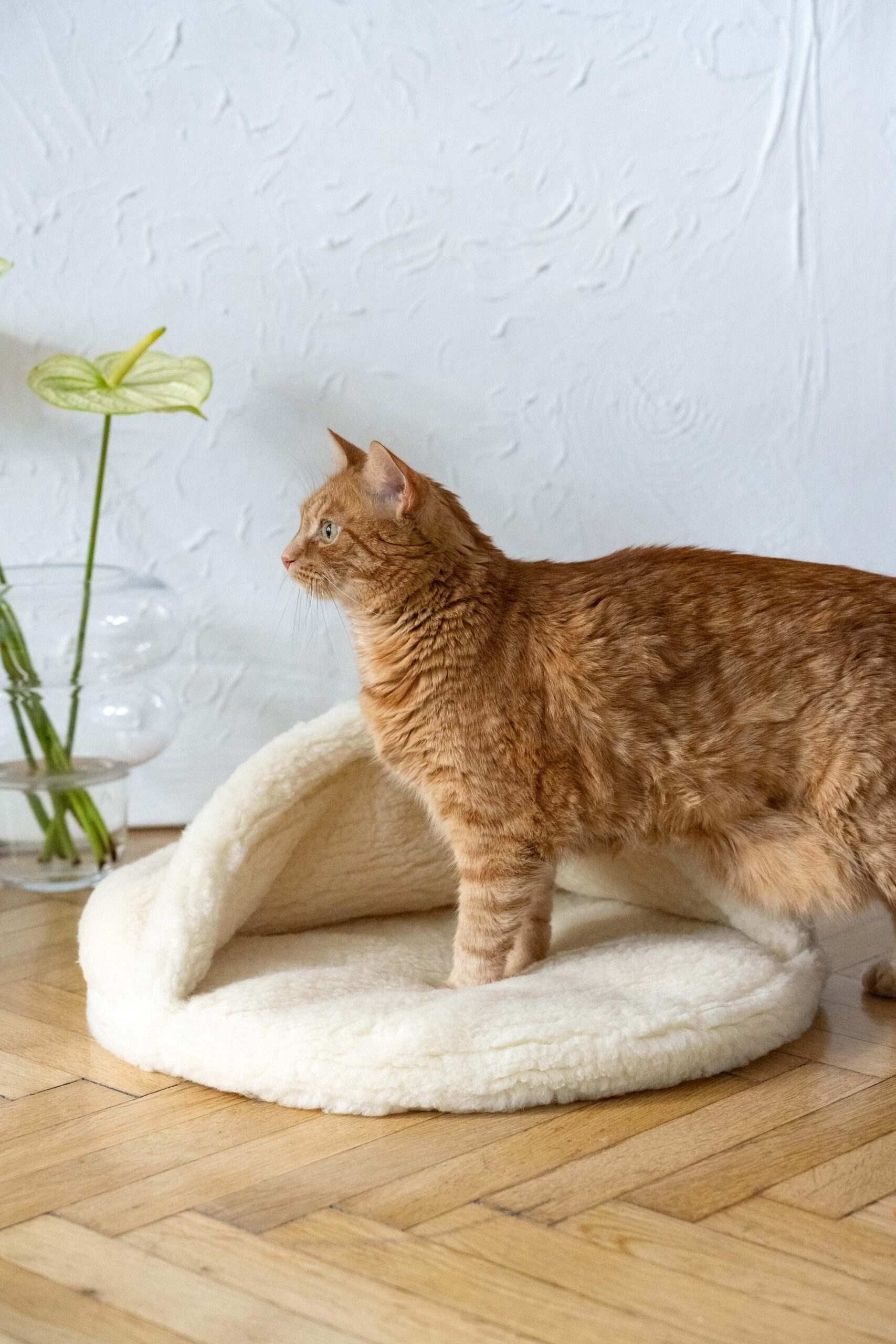 Mellow Pet Store Grotte pour animaux en laine naturelle - Blanc — Arbres à chat et griffoirs — photo 4