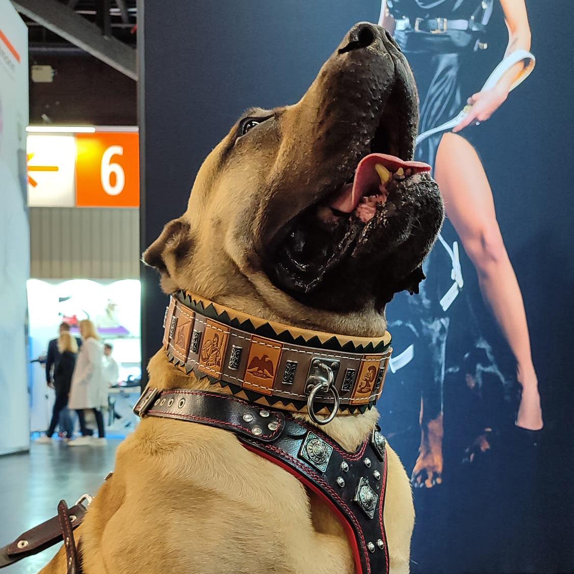 Bestia Le collier pour chien ''SPQR'' — photo 5