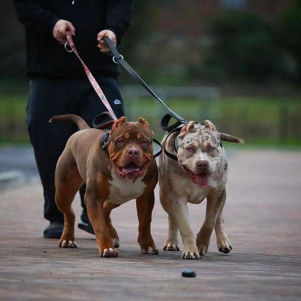 Laisse double poignée BESTIA DOG SPORT Red Camo — Colliers, laisses et harnais — photo 5