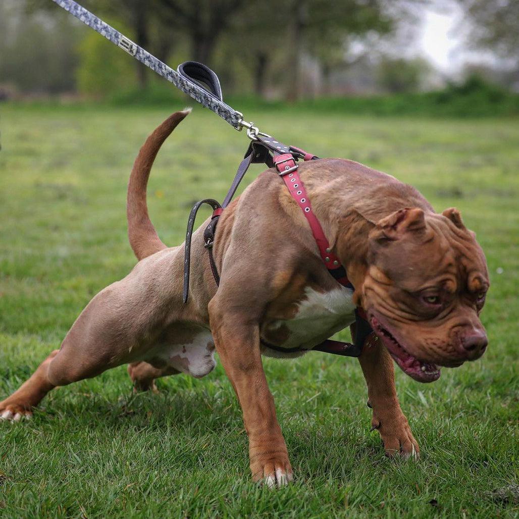 Laisse double poignée Bestia Dog Sport gris camo — Colliers, laisses et harnais — photo 5