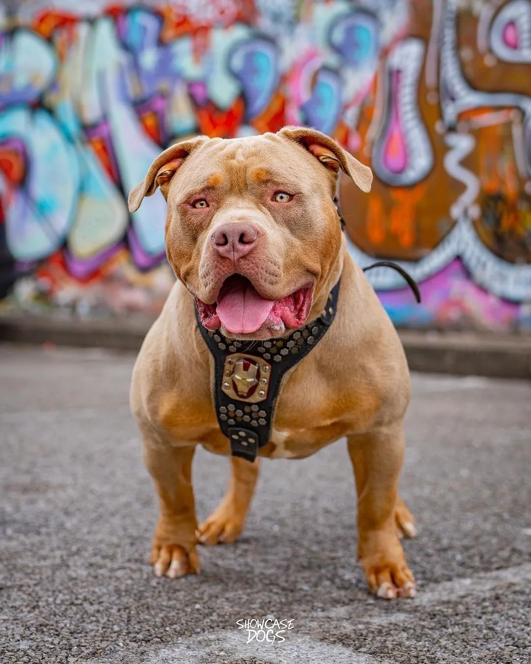 Bestia Collars Szelki Irondog — Obroże, smycze i szelki — photo 2