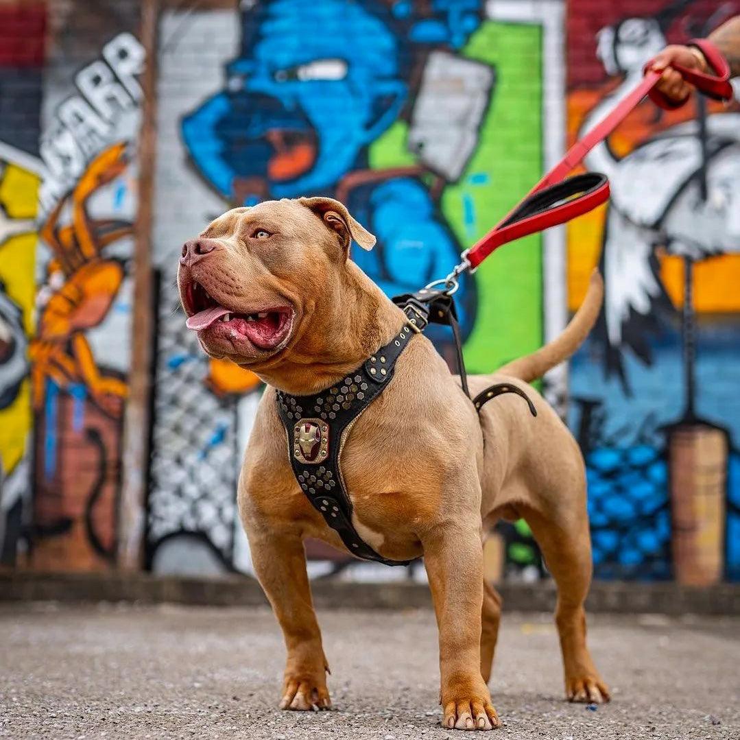 Laisse double poignée BESTIA DOG SPORT Red — Colliers, laisses et harnais — photo 6