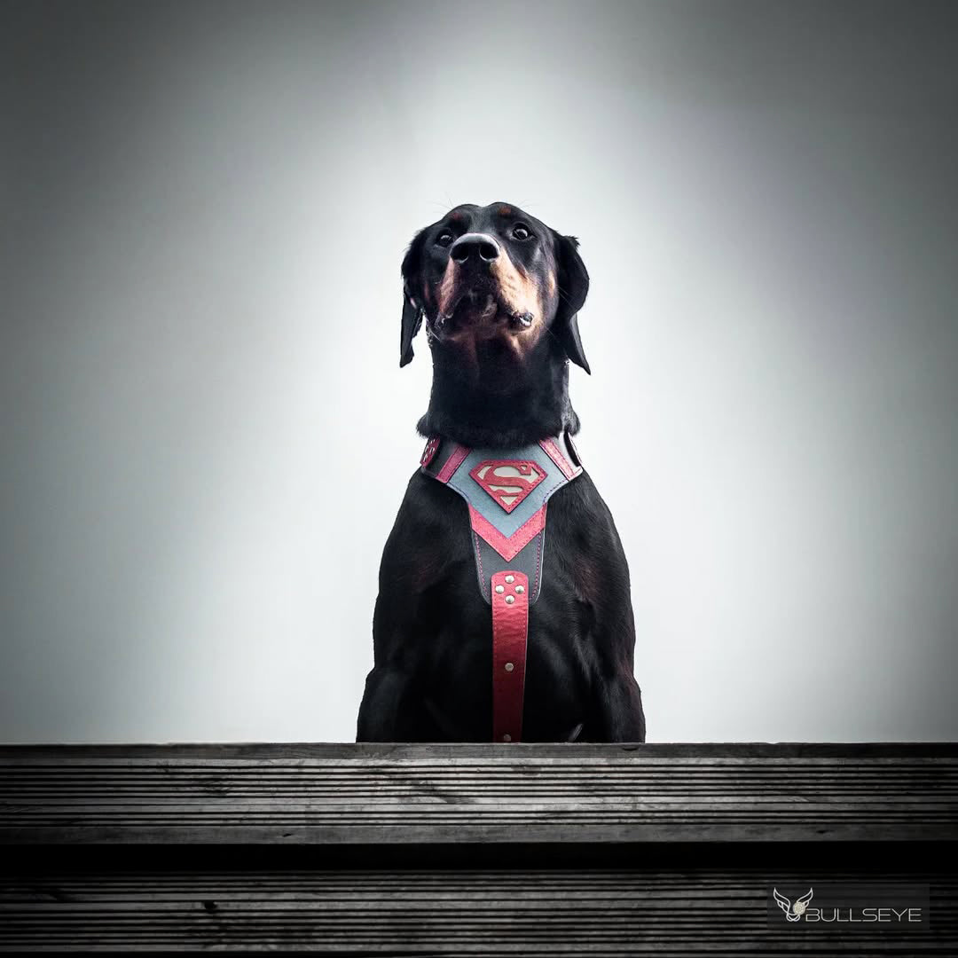 Bestia Dog Gear Szelki Superdog — Obroże, smycze i szelki — photo 4