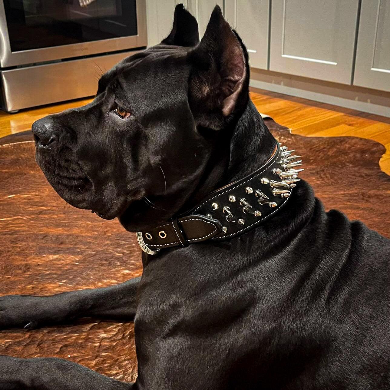 Bestia Obroża "Big Boy" — photo 3