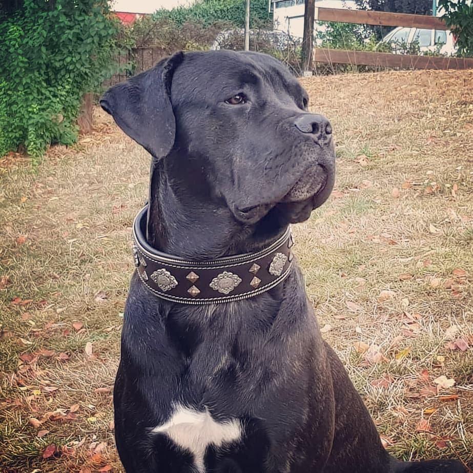 Bestia "Aztec" collier noir pour chien — photo 4