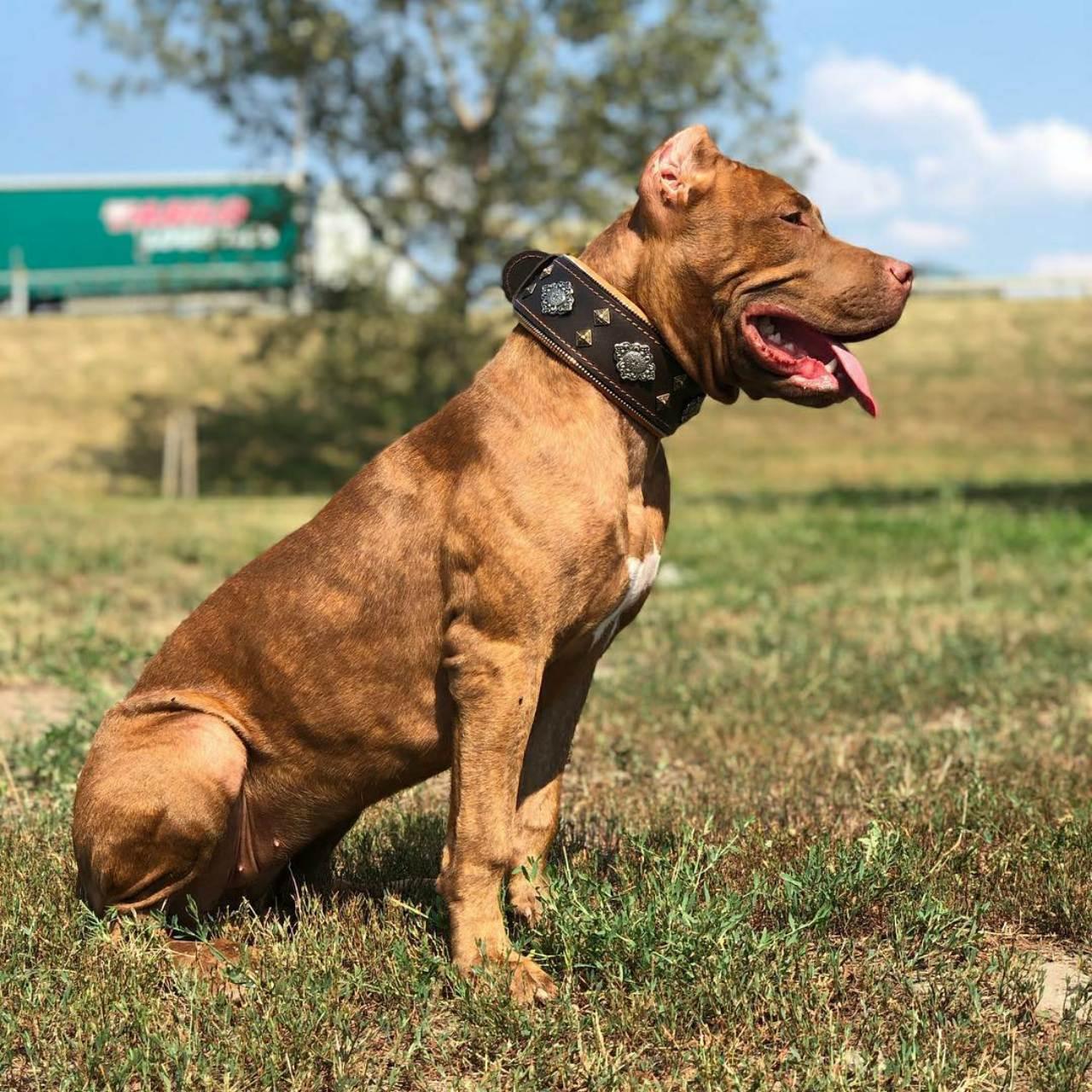 Bestia "Aztec" marron collier pour chien — photo 3