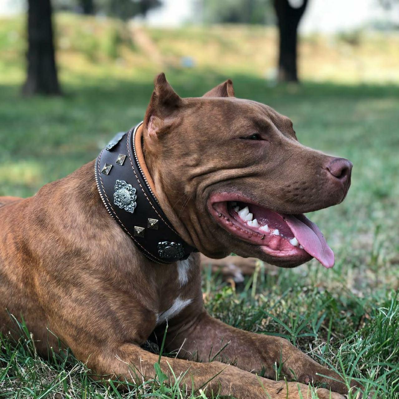 Bestia "Aztec" marron collier pour chien — photo 4