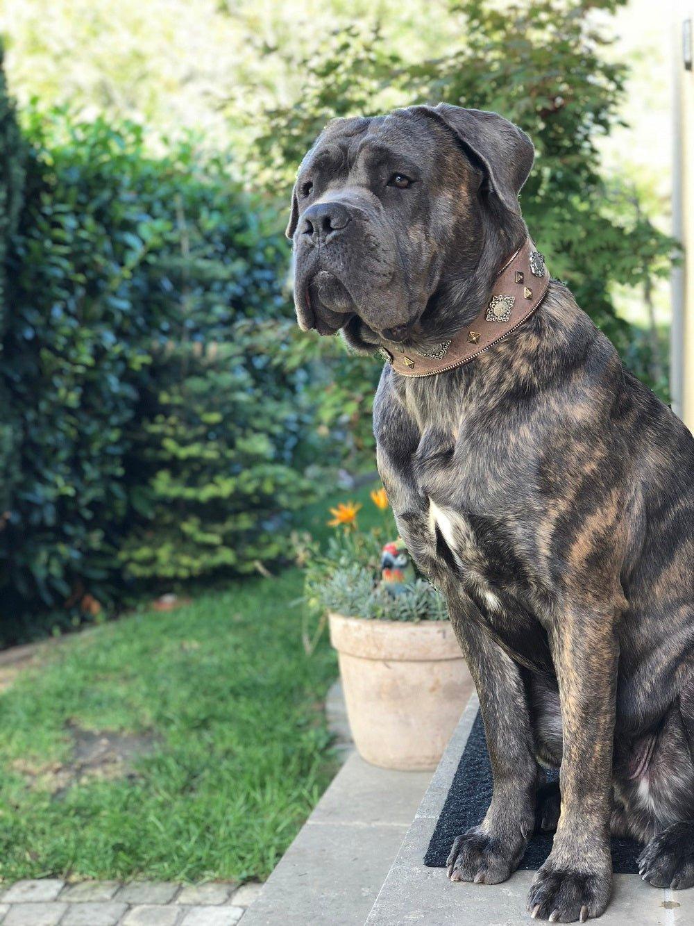 Bestia "Aztec" collier pour chien gris — photo 3