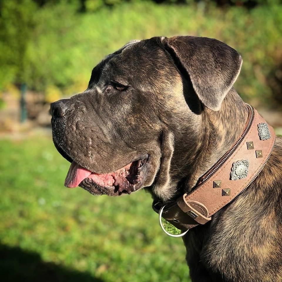 Bestia "Aztec" collier pour chien gris — photo 4