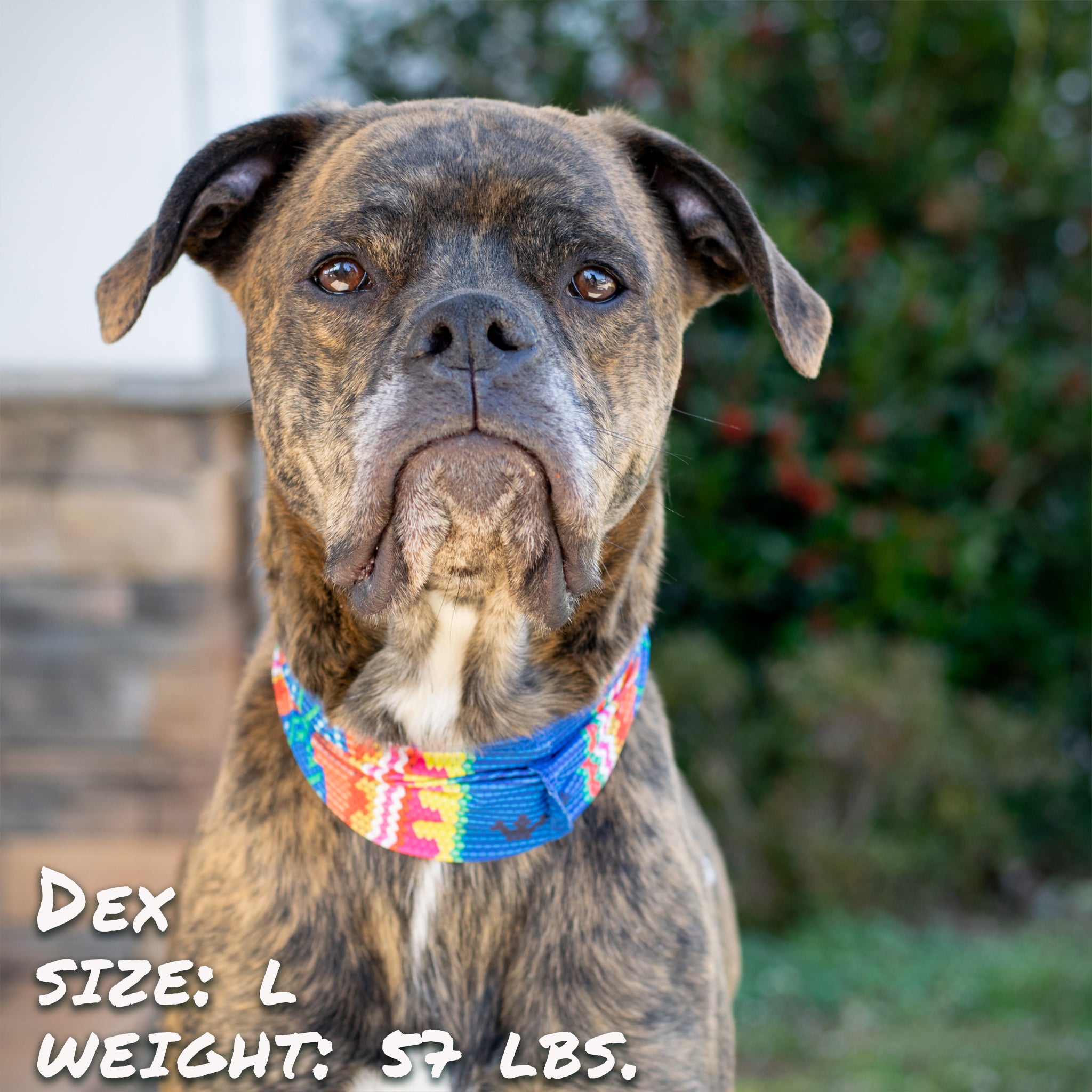 Pup Scruffs Bedouin Paws Komin dla psa — Ubranka dla psów — photo 6
