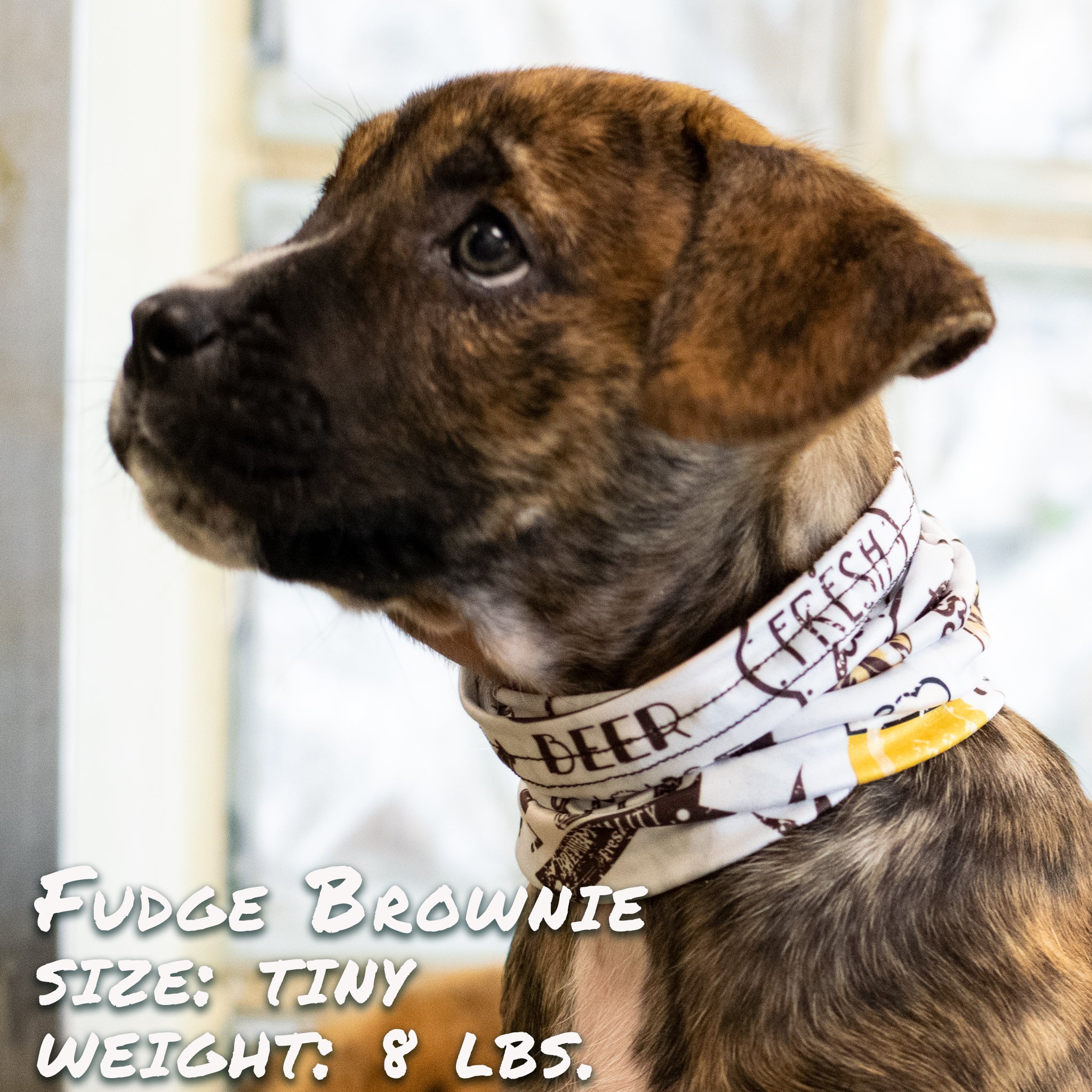 Pup Scruffs Komin dla psa Beer Buddy — Ubranka dla psów — photo 4