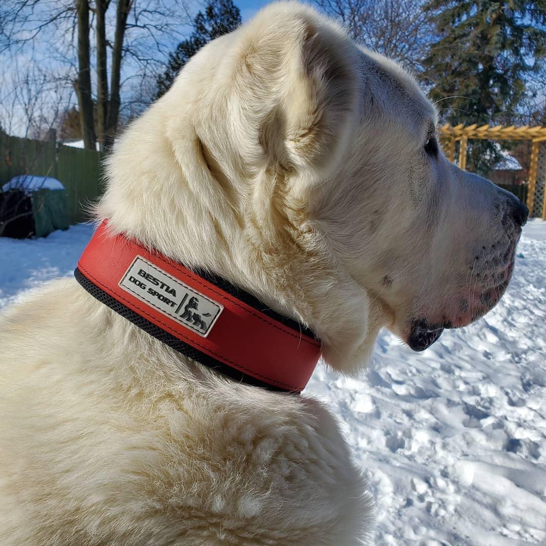 Collier Bestia dog sport rouge — photo 5