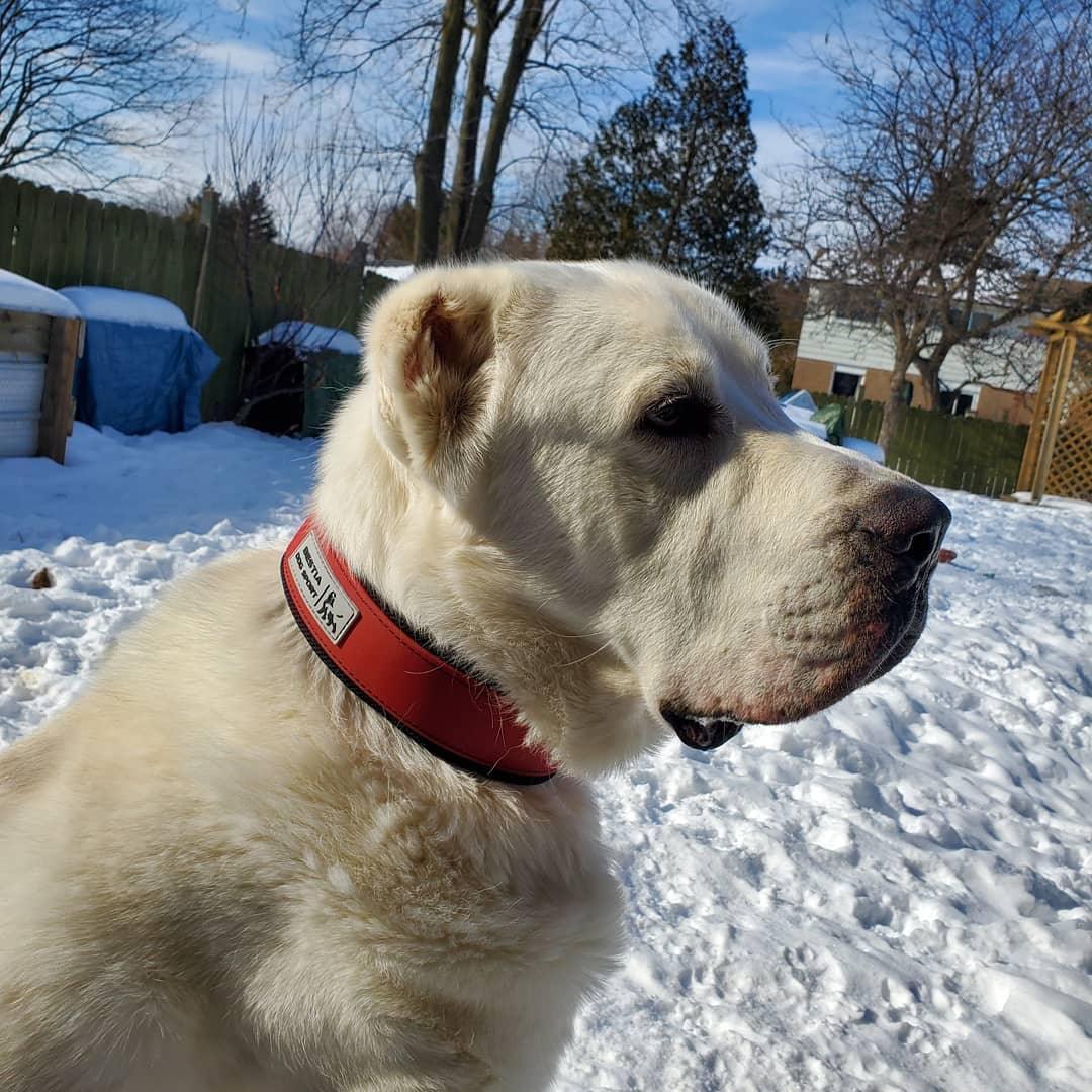 Collier Bestia dog sport rouge — photo 6