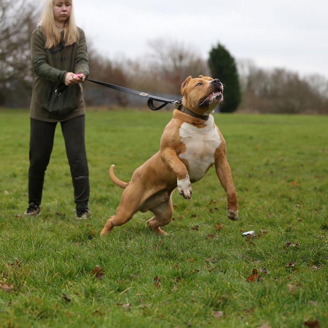 Laisse double poignée Bestia Dog Sport noire — Colliers, laisses et harnais — photo 5