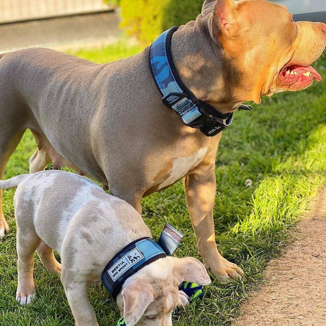 Collier Bestia Dog Sport à ouverture rapide bleu — photo 6