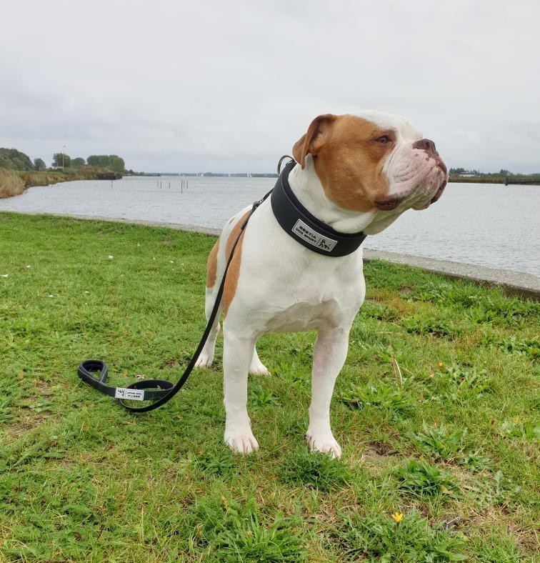 Laisse tactique Bestia Dog Sport — Colliers, laisses et harnais — photo 6