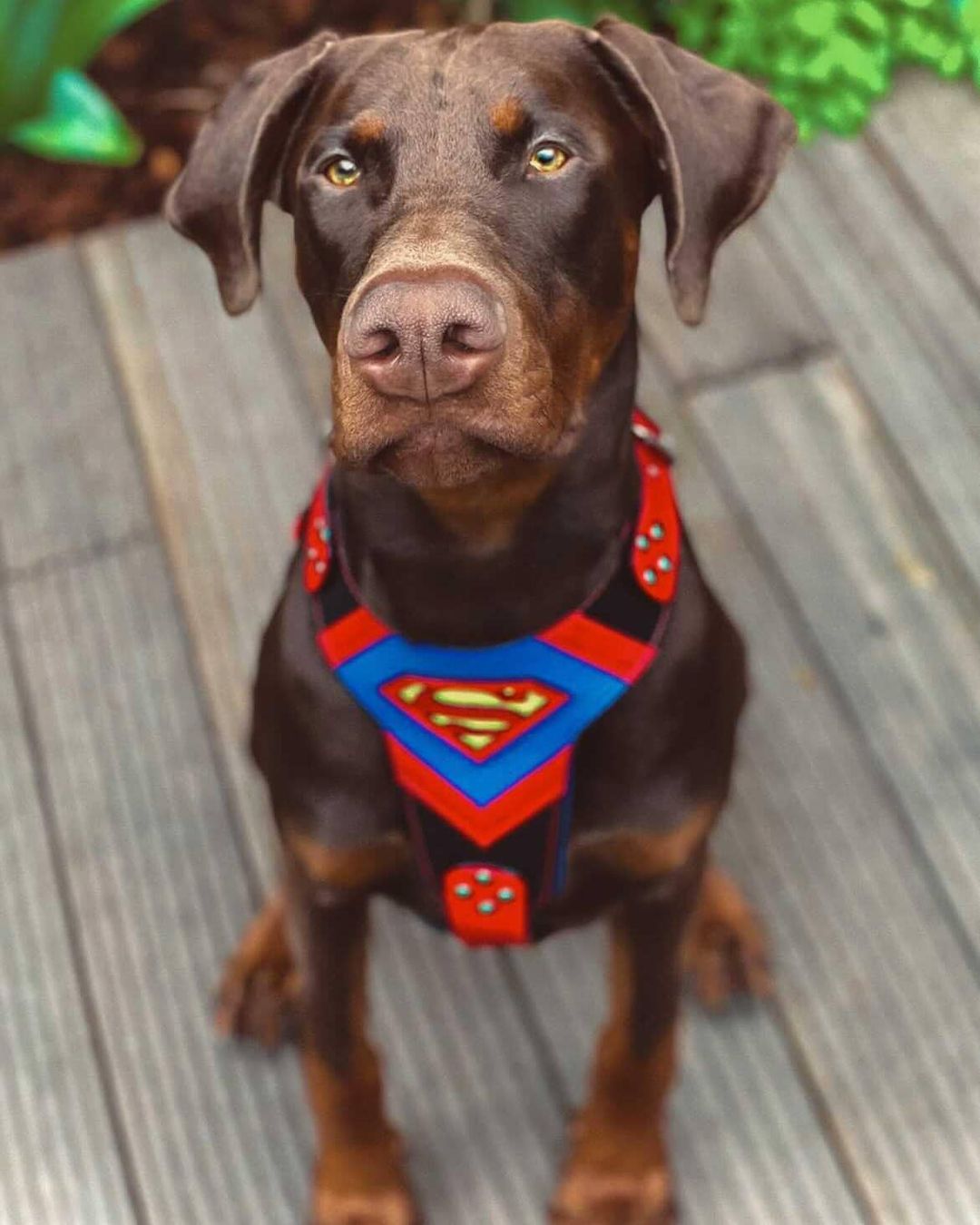 Bestia Dog Gear Szelki Superdog — Obroże, smycze i szelki — photo 3