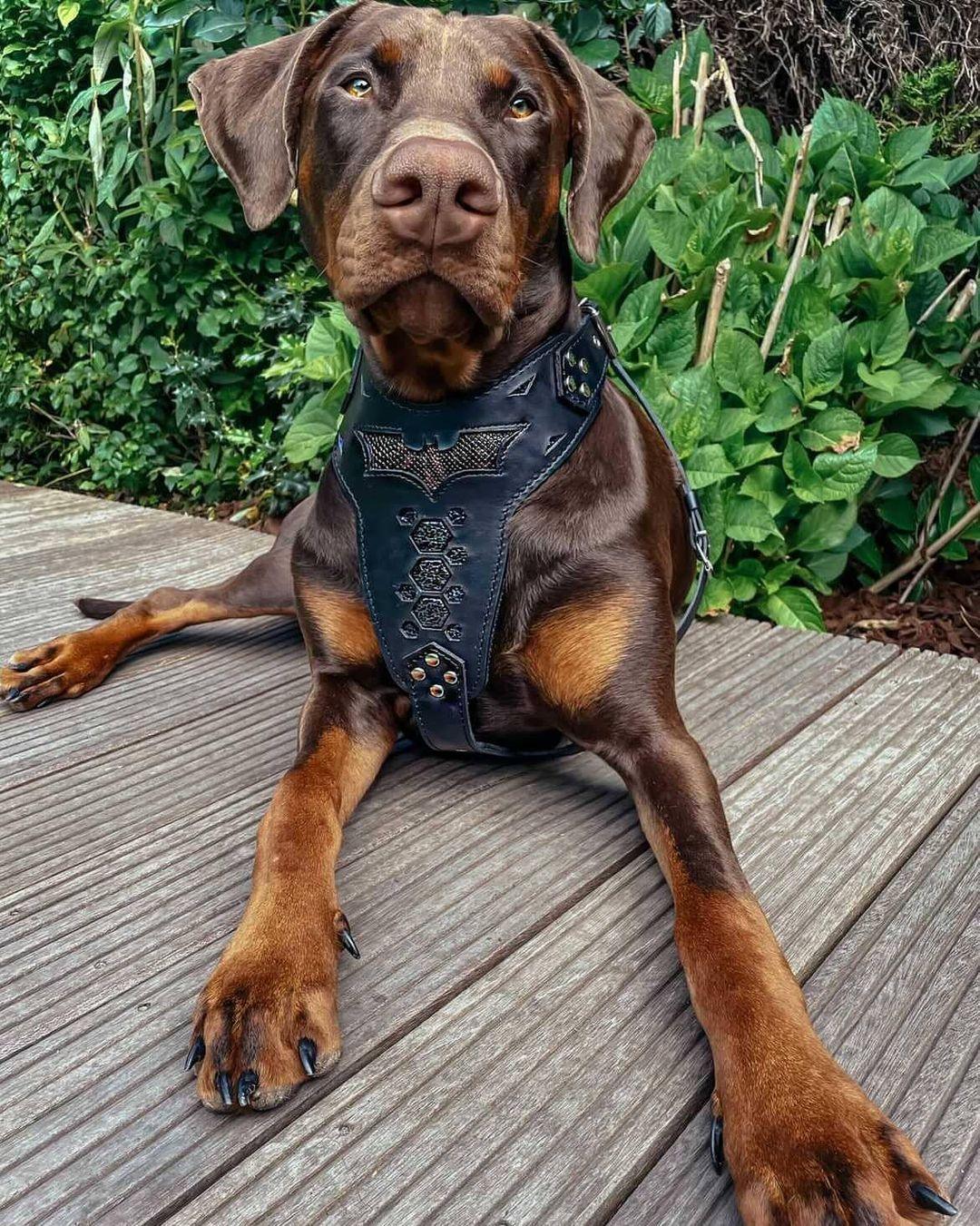 Bestia Szelki Batdog — Obroże, smycze i szelki — photo 4