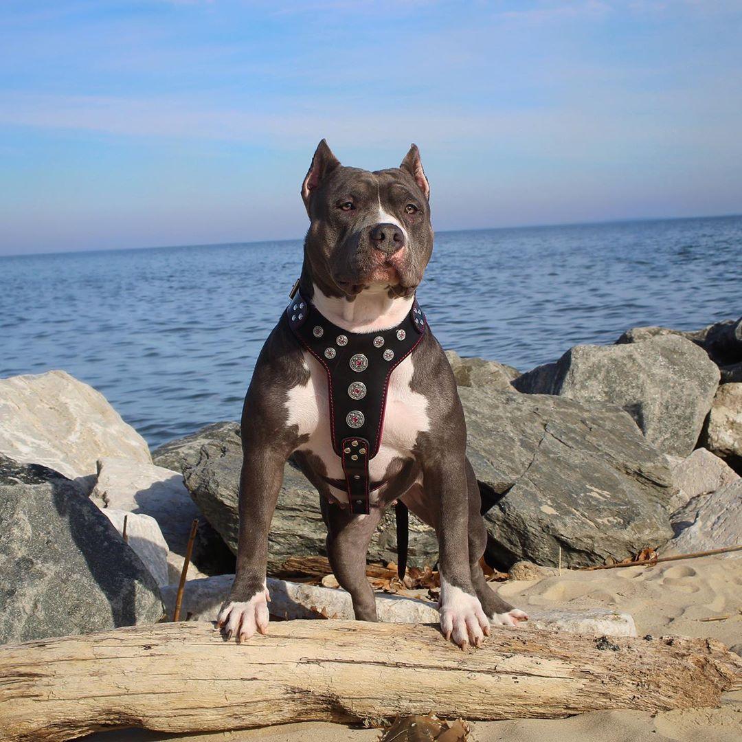 Bestia ''Bijou'' harness Black & Red for big dogs — Obroże, smycze i szelki — photo 3