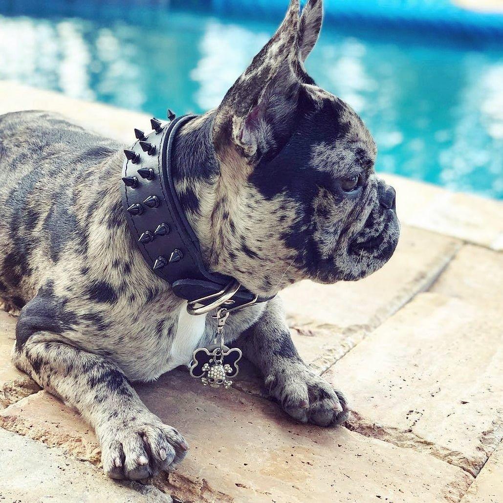 Bestia Czarna obroża "Frenchie" — photo 3