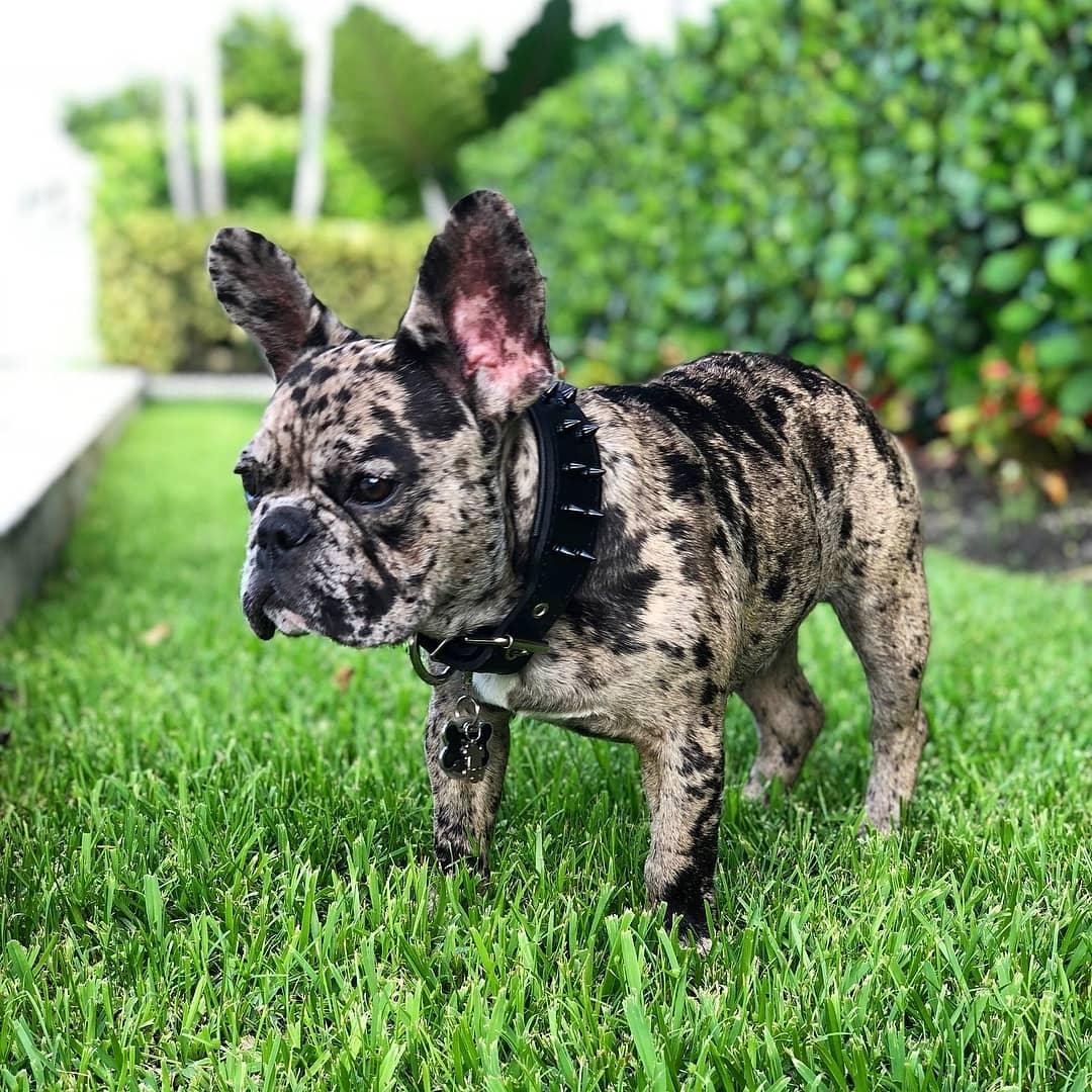 Bestia Czarna obroża "Frenchie" — photo 4