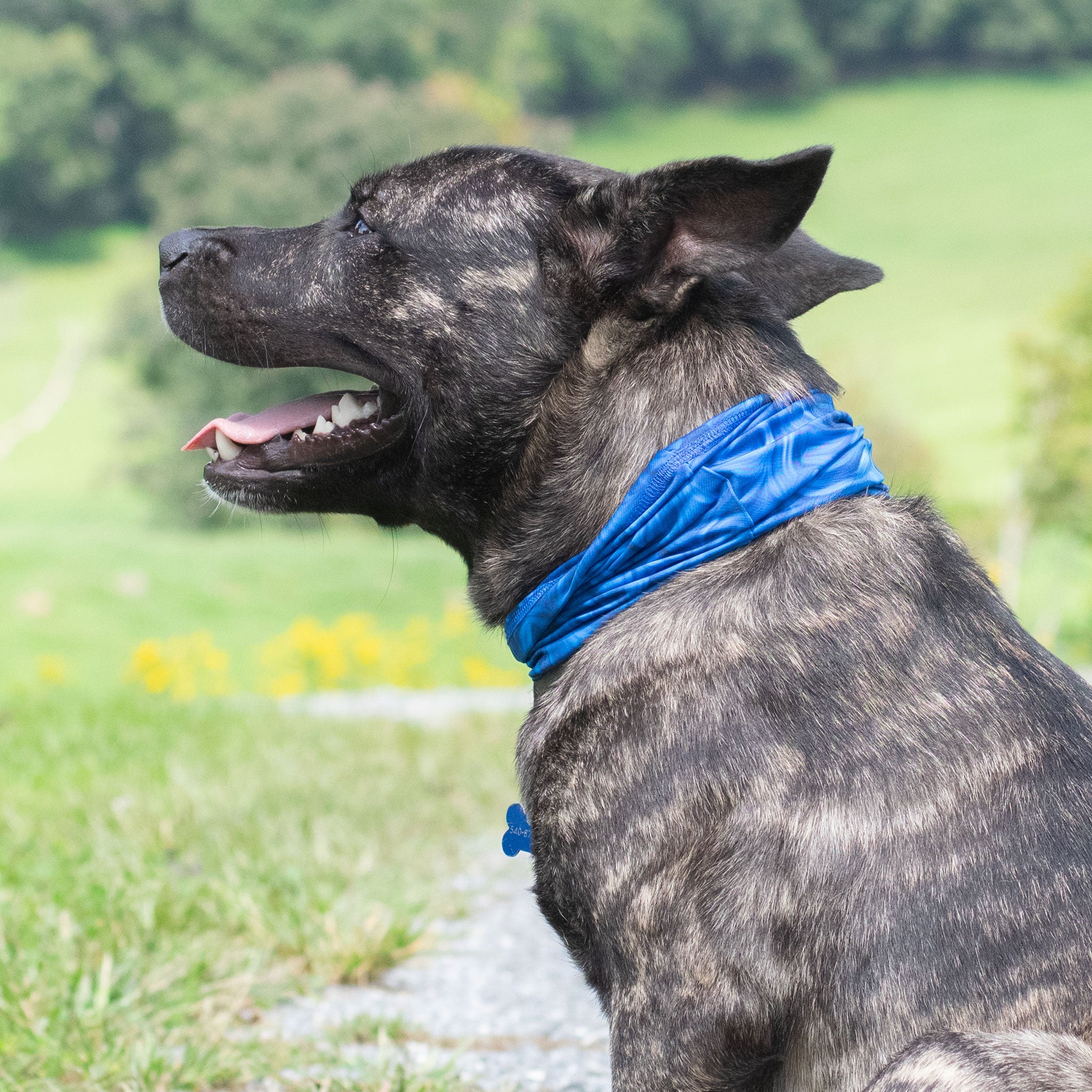 Pup Scruffs Tour de cou pour chien Blue Abstract — Vêtements pour chiens — photo 5