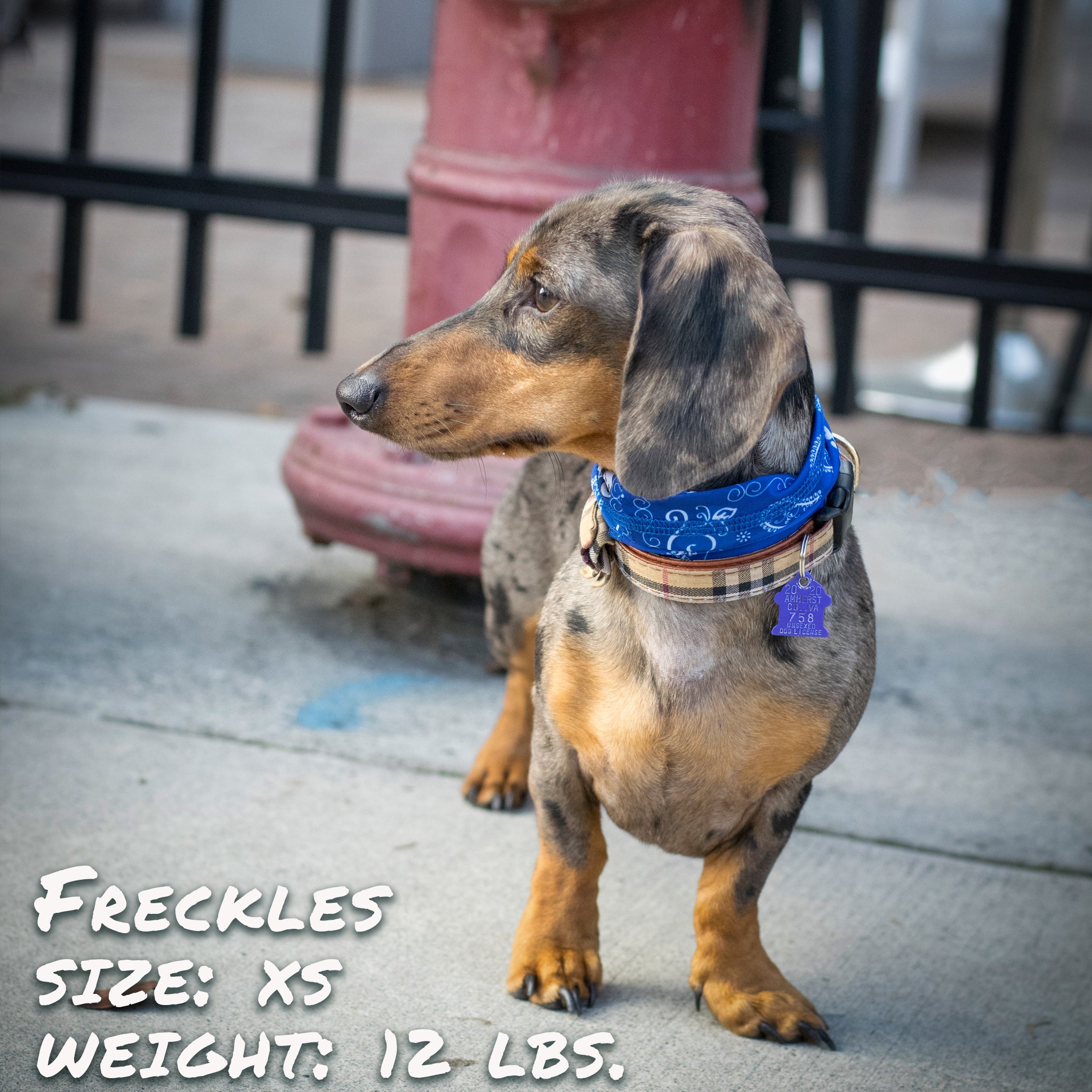 Pup Scruffs Niebieski Bandana Komin dla psa — Ubranka dla psów — photo 4