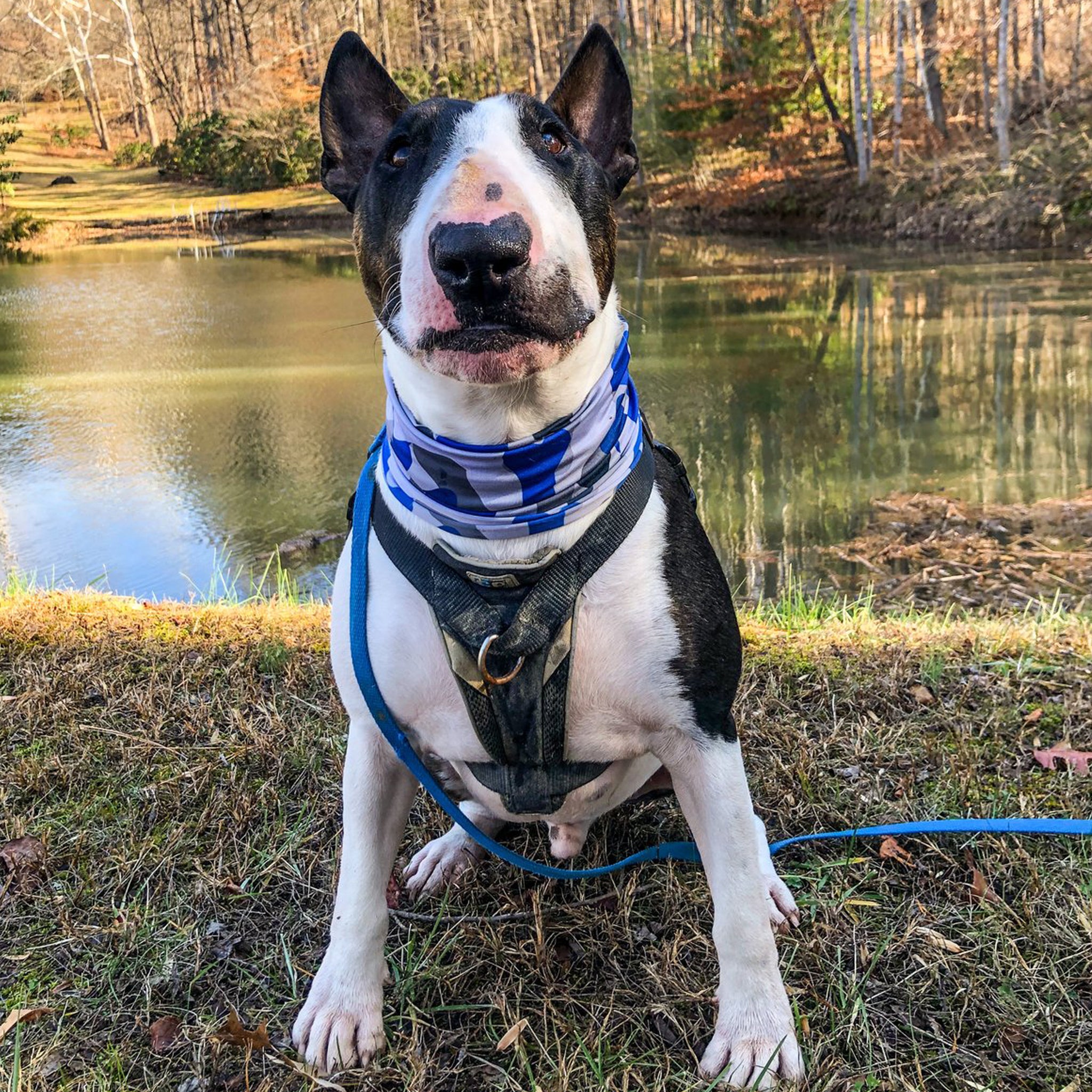 Pup Scruffs Bone Camo Blue Komin dla psa — Ubranka dla psów — photo 4