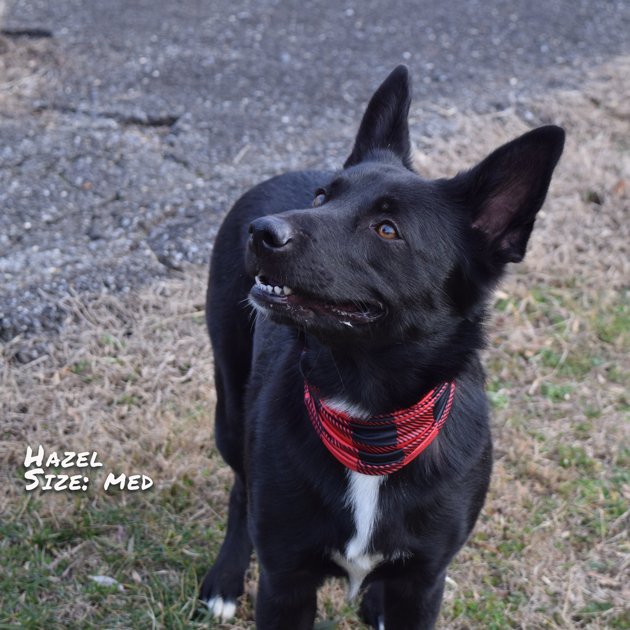 Pup Scruffs Komin dla psa Buffalo Plaid — Ubranka dla psów — photo 6