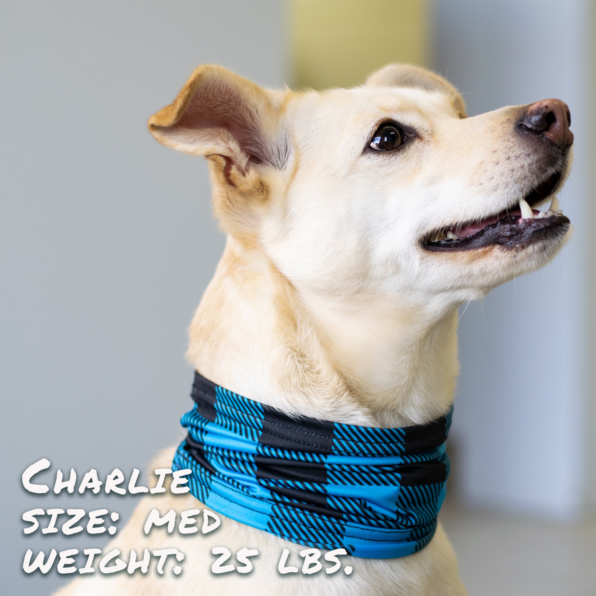 Pup Scruffs Buffalo Plaid Blue Pup Scruff — Ubranka dla psów — photo 2